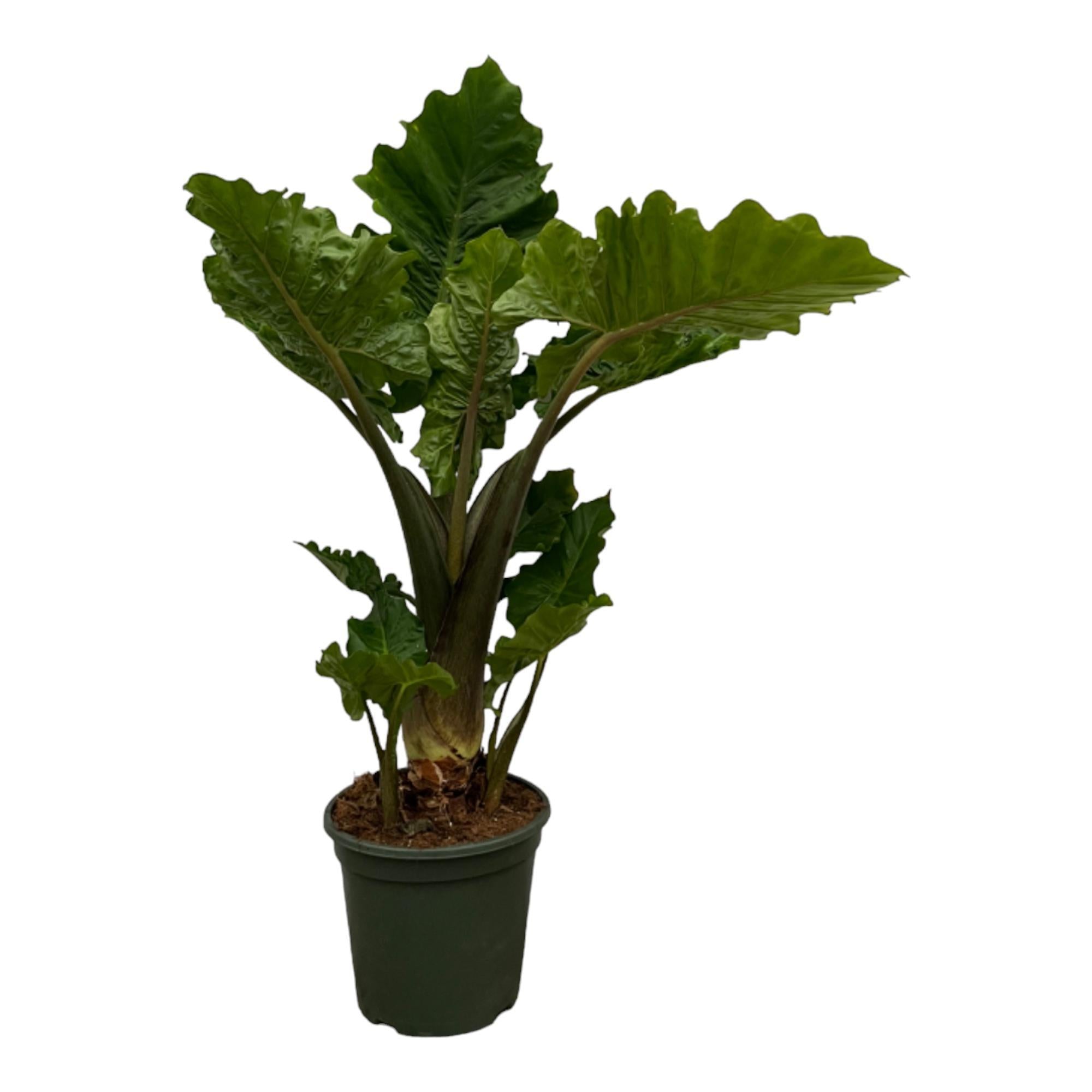 Elefantenohr - Alocasia Low Raider - 75 cm - Ø26cm