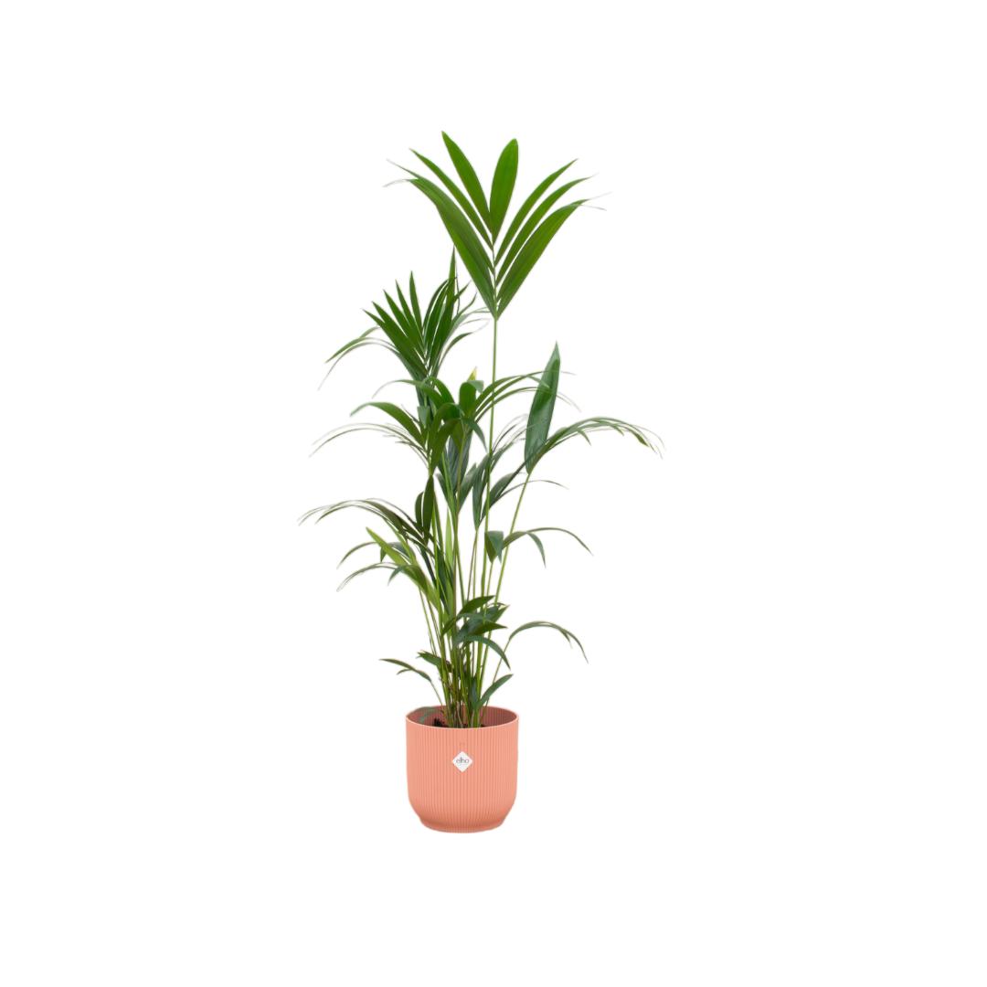 Kentia Palme - Howea Forsteriana - inklusive elho Vibes Fold Round Topf rosa Ø30 - 160 cm