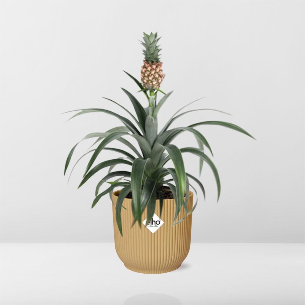 Ananaspflanze - Ananas Mi Amigo in ELHO Vibes Fold 14cm Topf gelb