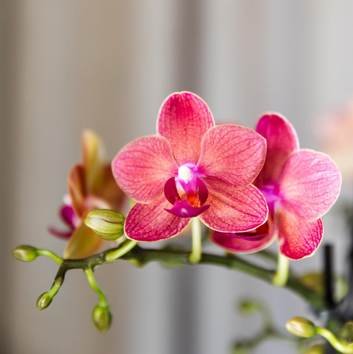 Kolibrie-orchideeën | COMBI DEAL van 4 rode Phalaenopsis orchideeën - Congo - potmaat Ø9cm bloeiende kamerplant - vers van de veredelaar