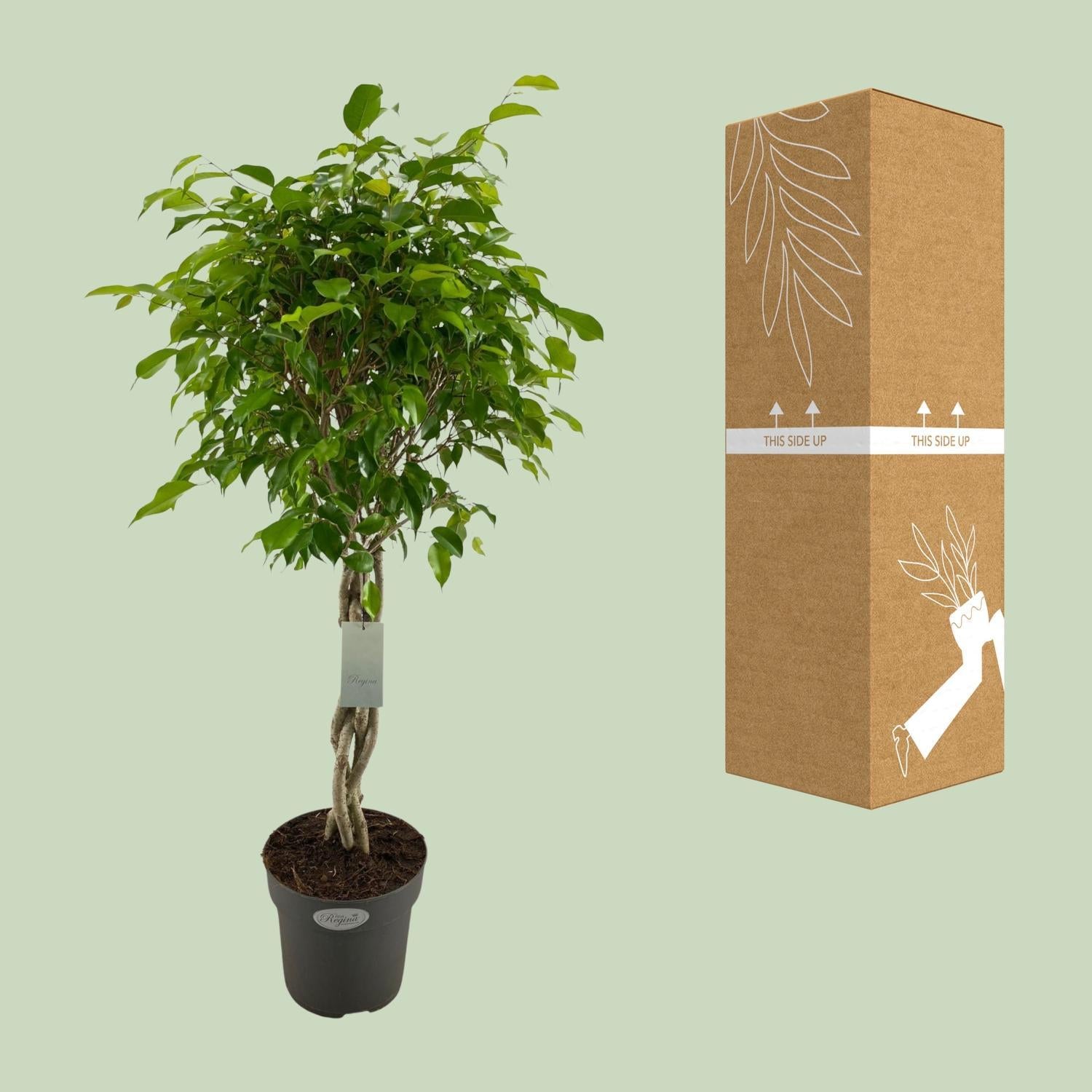 Birkenfeige - Ficus Benjamina Exotica - Ø24cm - ↕100cm