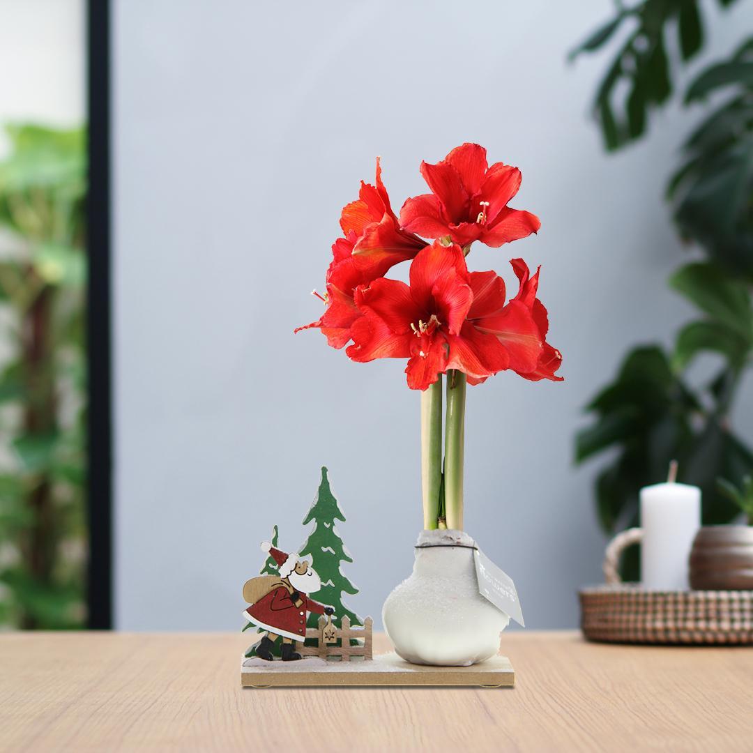 No Water Flowers® (wax amaryllis) | Winter Wonderland - Santa white + Red flower