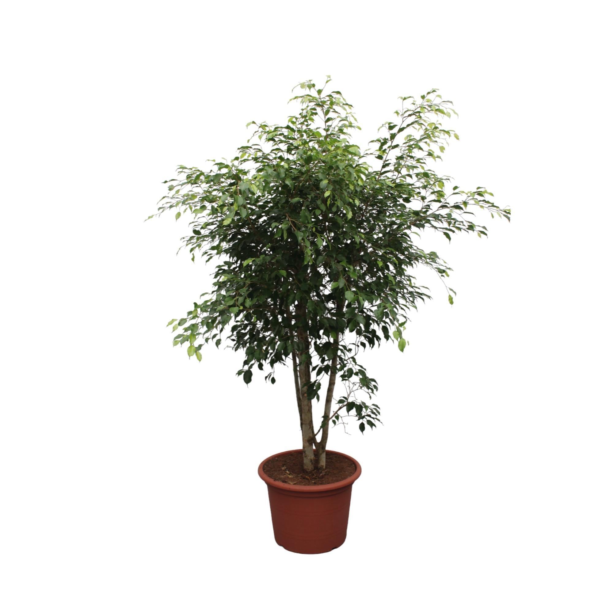 Birkenfeige - Ficus Benjamina Exotica verzweigt - 190 cm - ø50