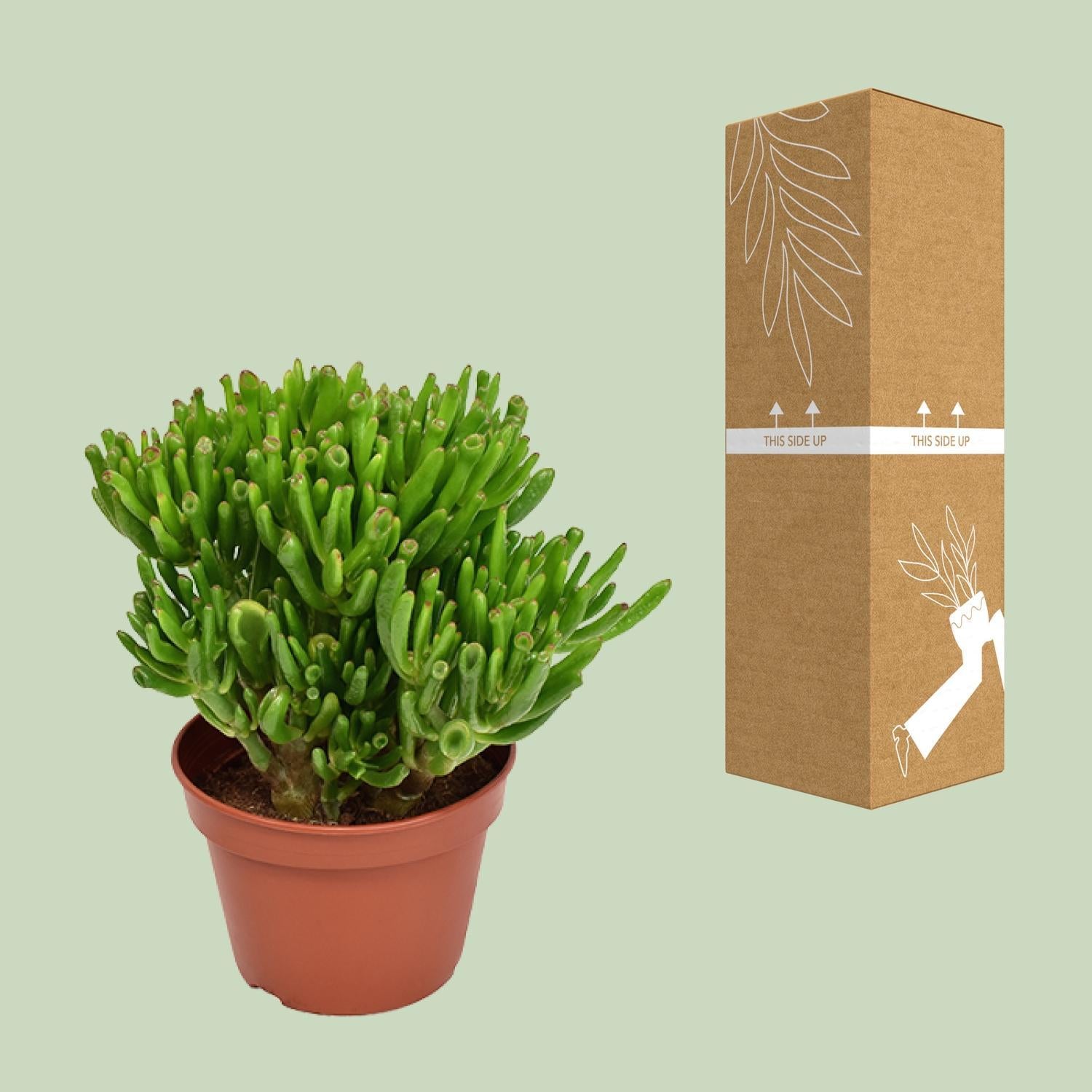 Gummibaum - Crassula Hobbit - Ø15cm - ↕21cm