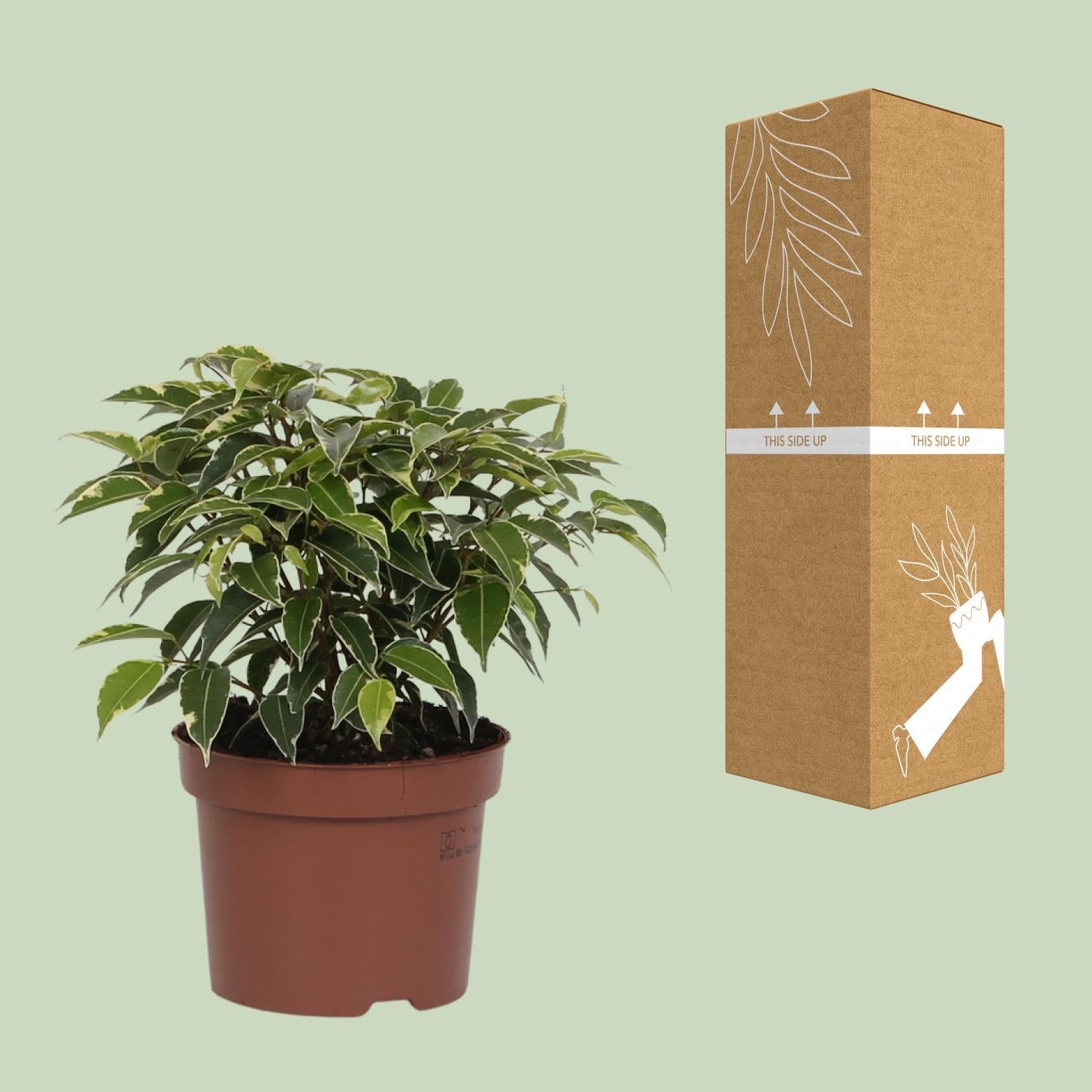 Birkenfeige - Ficus Benjamina Kinky - Ø12cm - ↕20cm