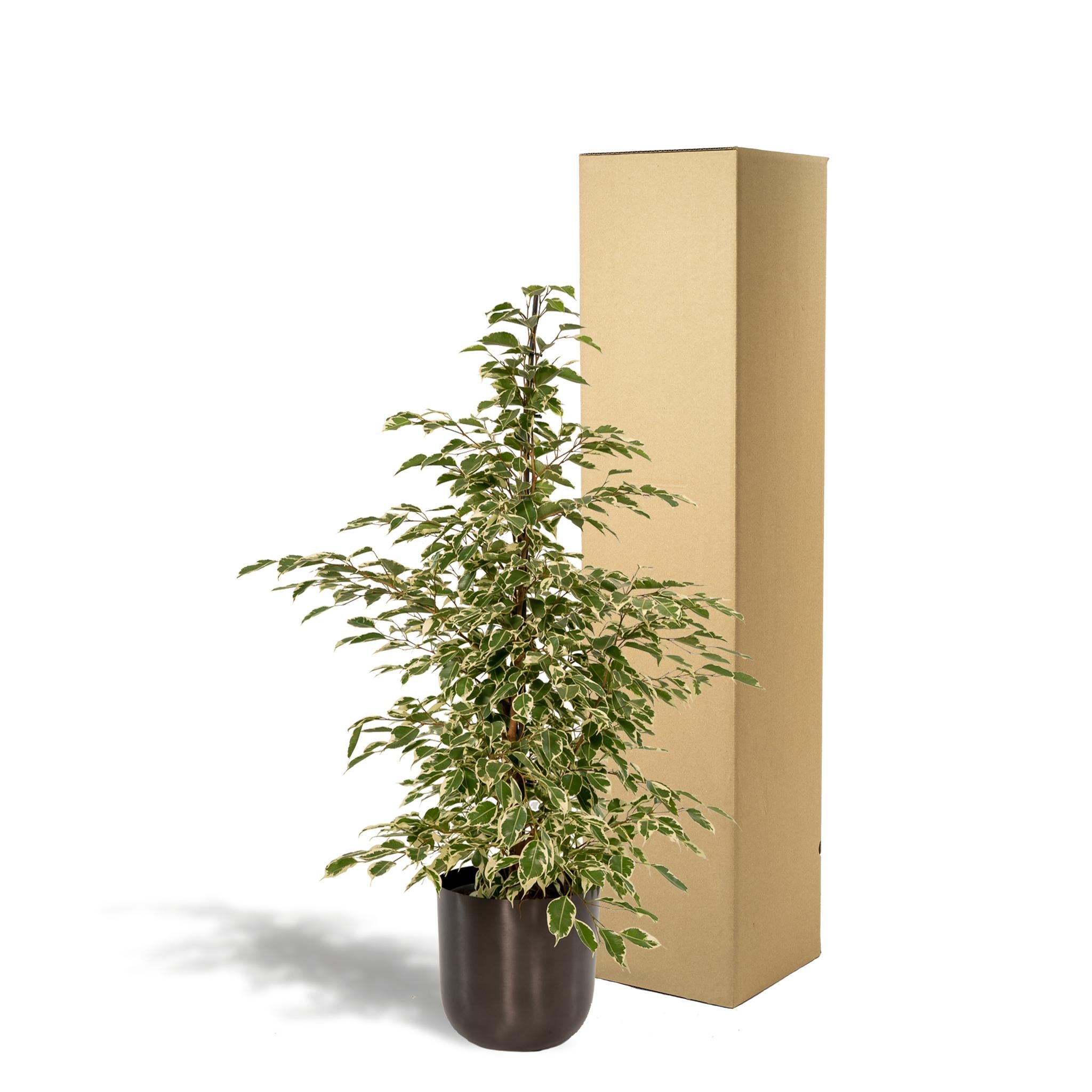 Birkenfeige - Ficus benjamina Twilight - Ø21cm - ↕95cm + Topf Mayk Lead