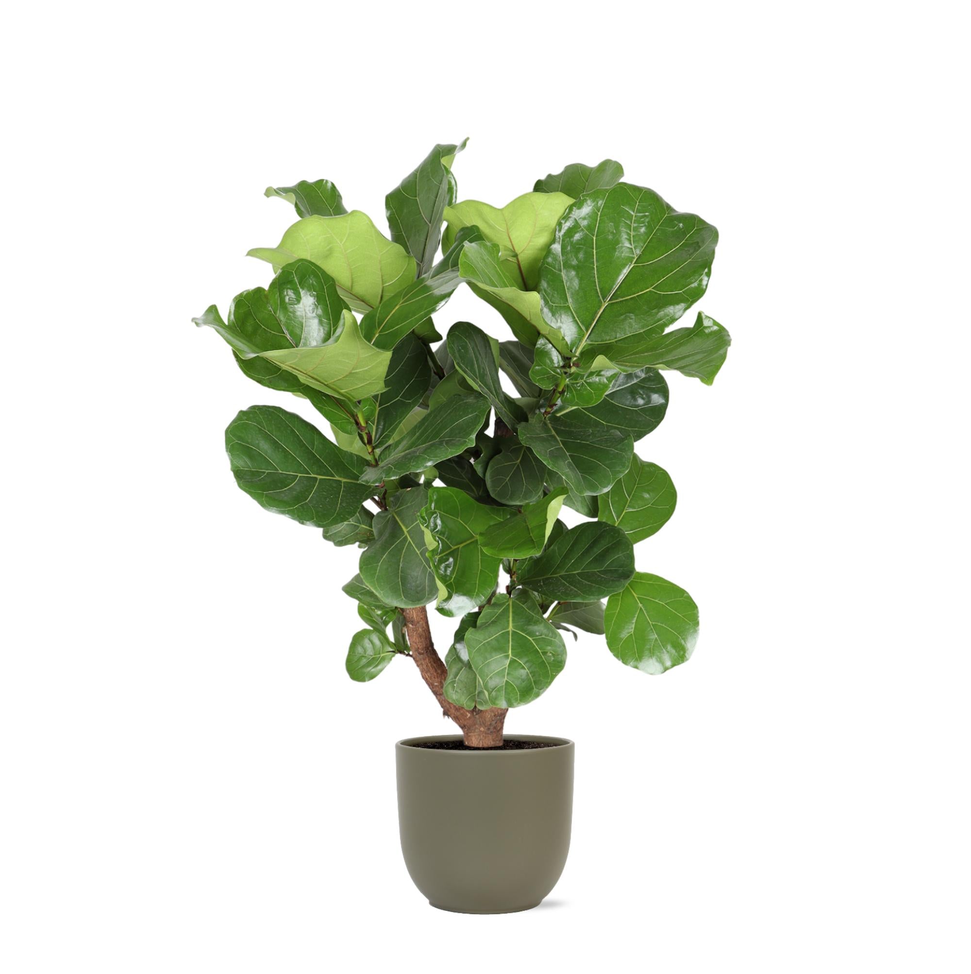 Geigenfeige - Ficus Lyrata  Ø24cm ↕110cm in Boule Olive Topf