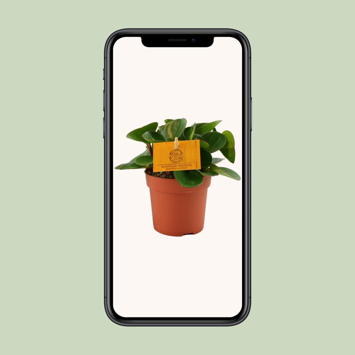 Peperomia Obtipan - Ø11cm - ↕15cm