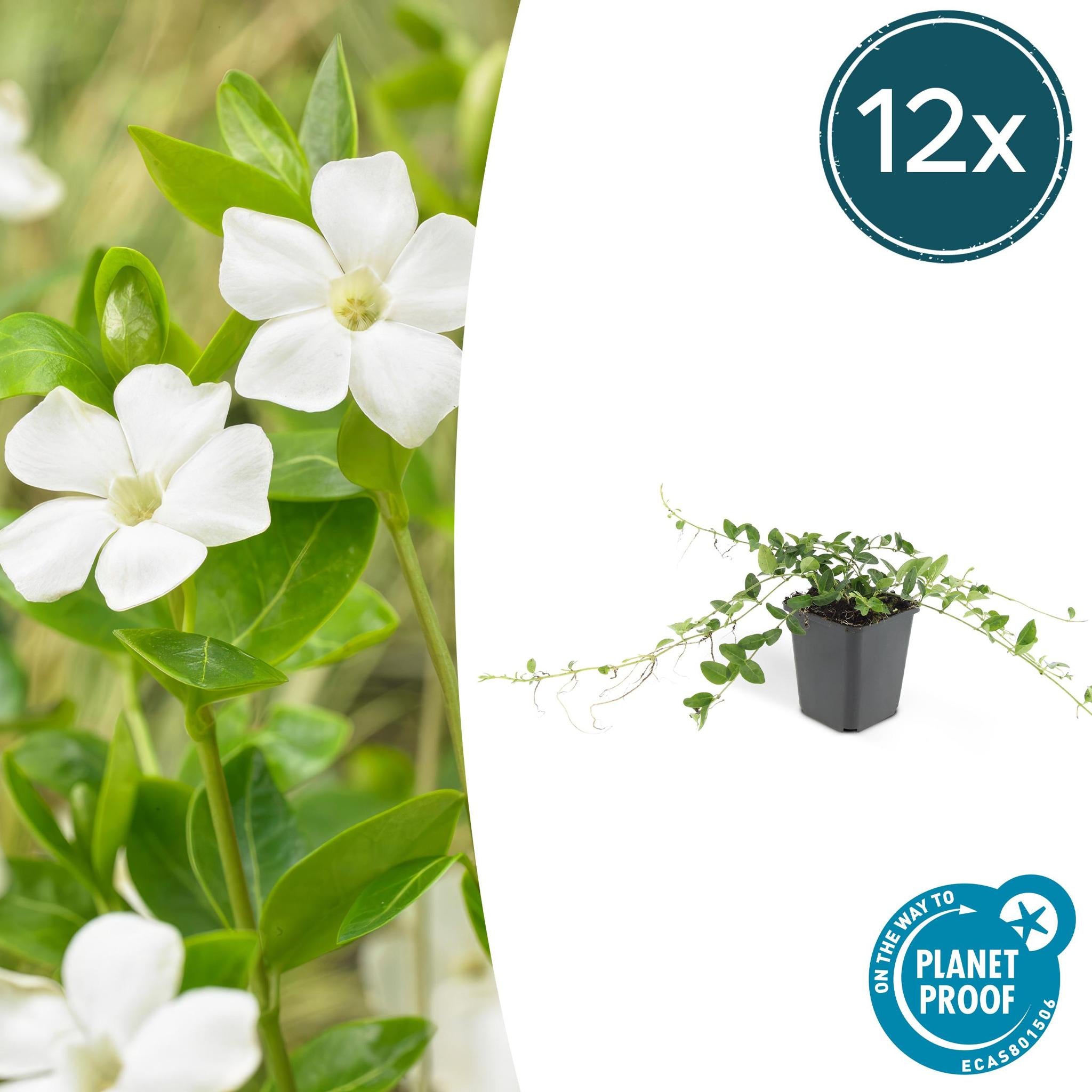 Vinca minor 'Alba' - ↕10-25cm - Ø9cm - 12 Stück