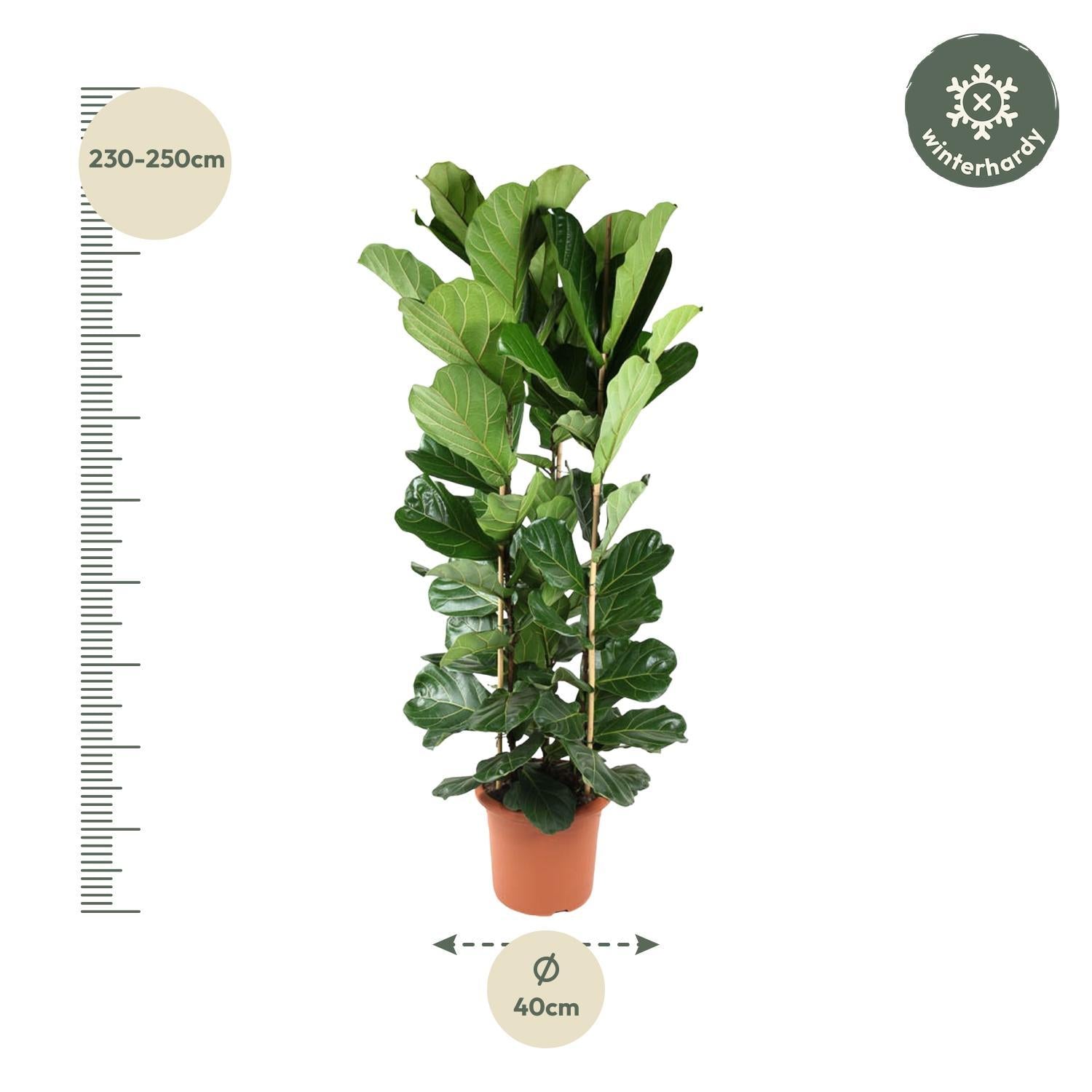 Geigenfeige - Ficus Lyrata Strauch- 240 cm - ø40