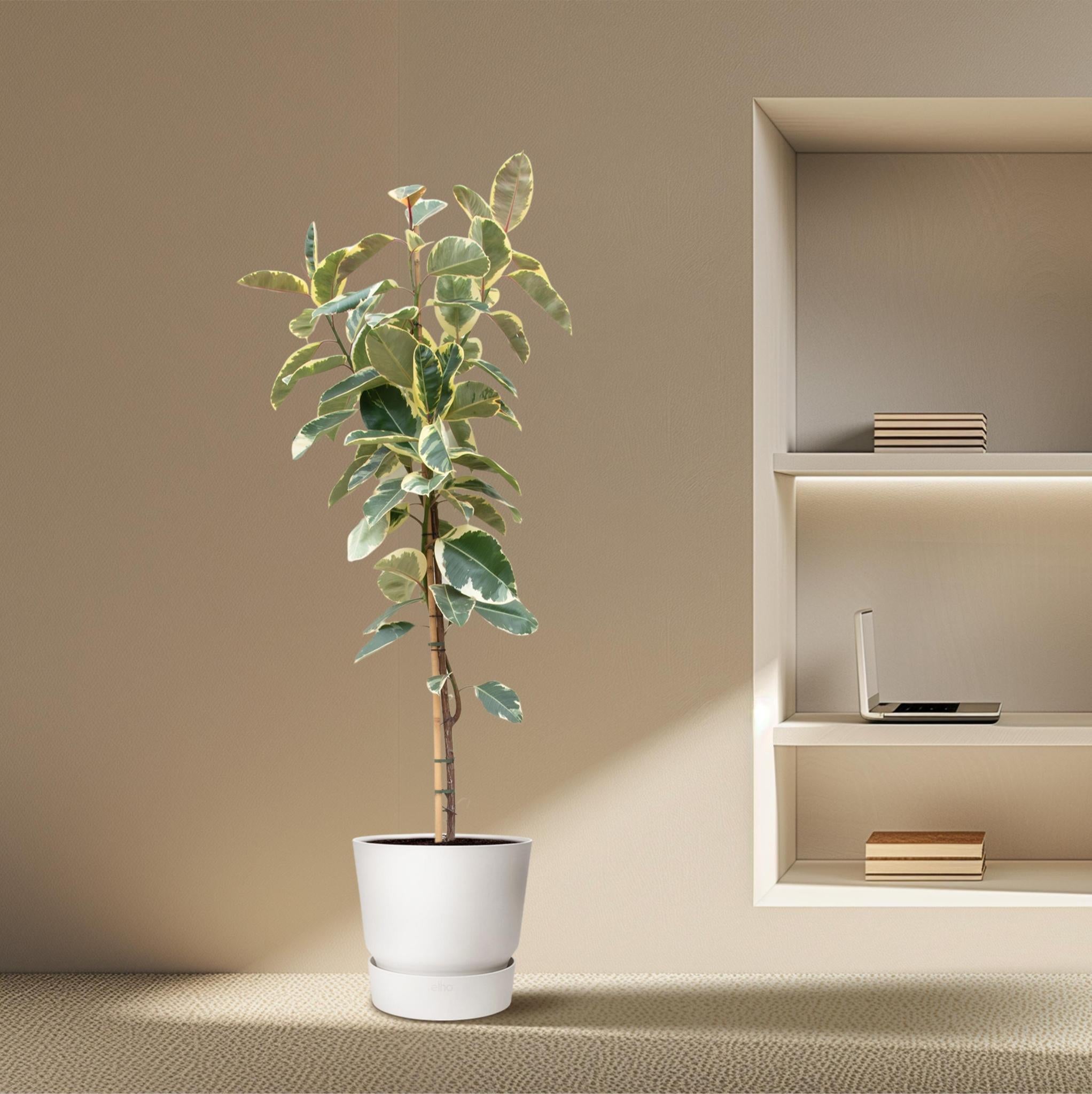 Gummibaum Ficus Tineke Baum - 220cm - ø30