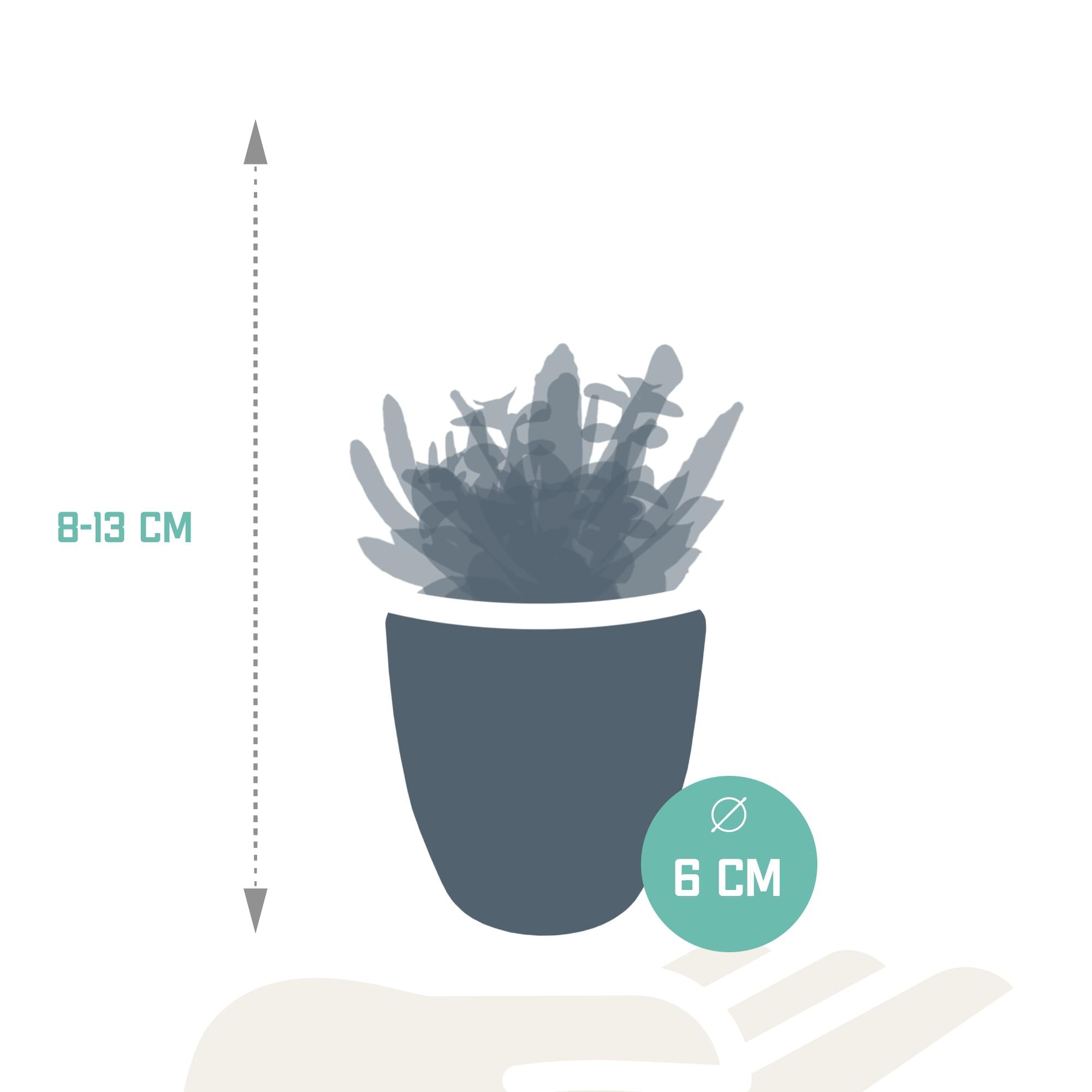 Sukkulentenmischung 5,5 cm - 5x - im weißen Topf