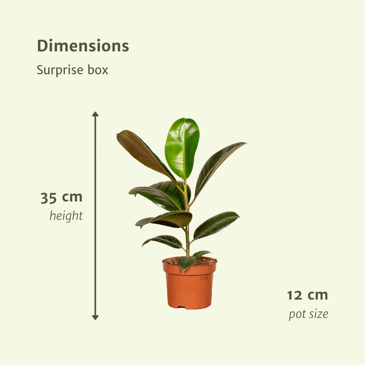 Überraschungsbox - 10 Stück aus 5 verschiedene Variationen