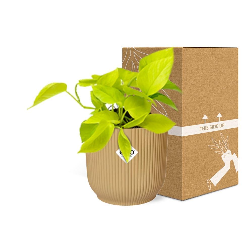 Efeutute - Epipremnum Pinnatum ‘Golden Pothos’ in ELHO Vibes Fold 14cm geel Topf gelb