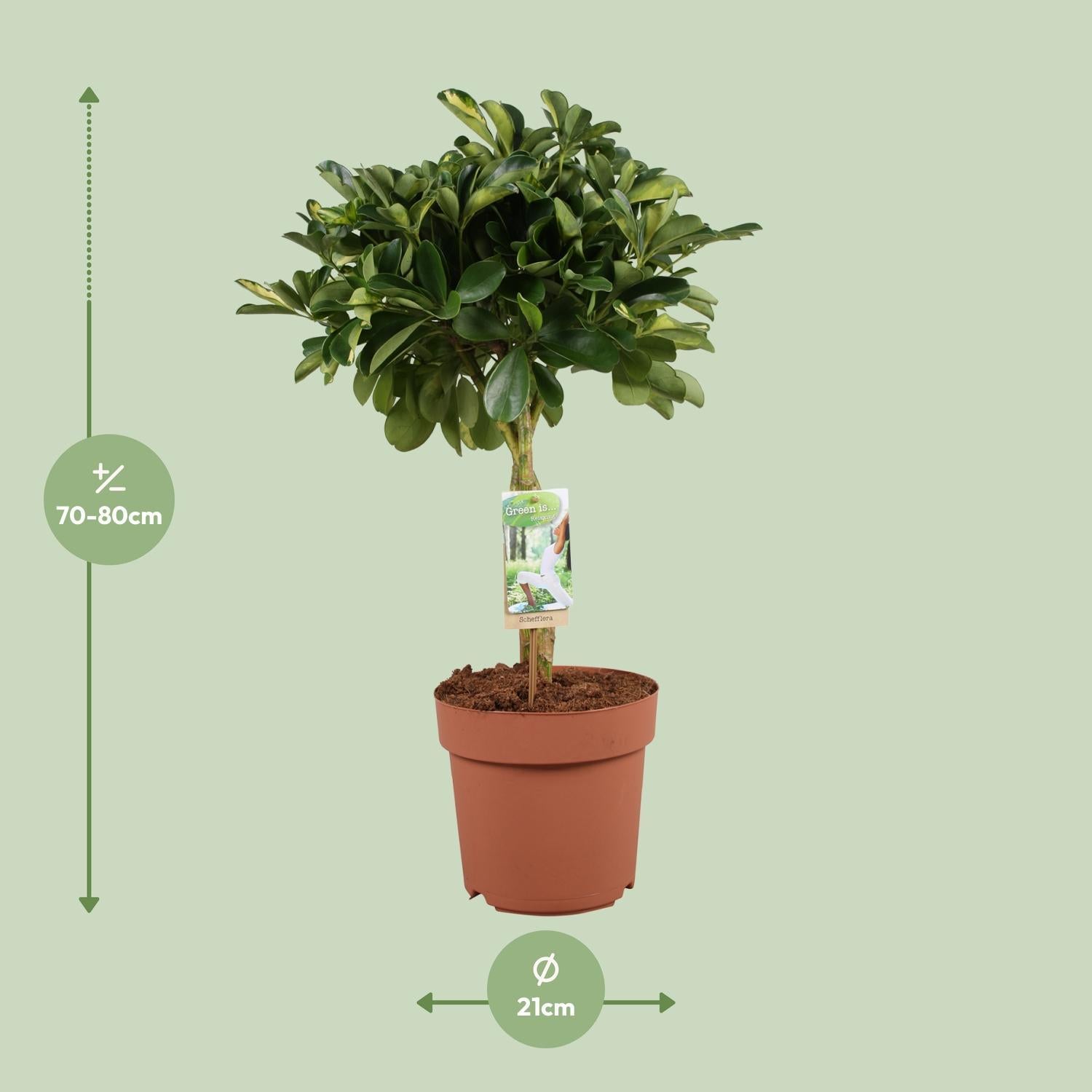 Schefflera Arboricola Gerda - Ø21cm - ↕80cm