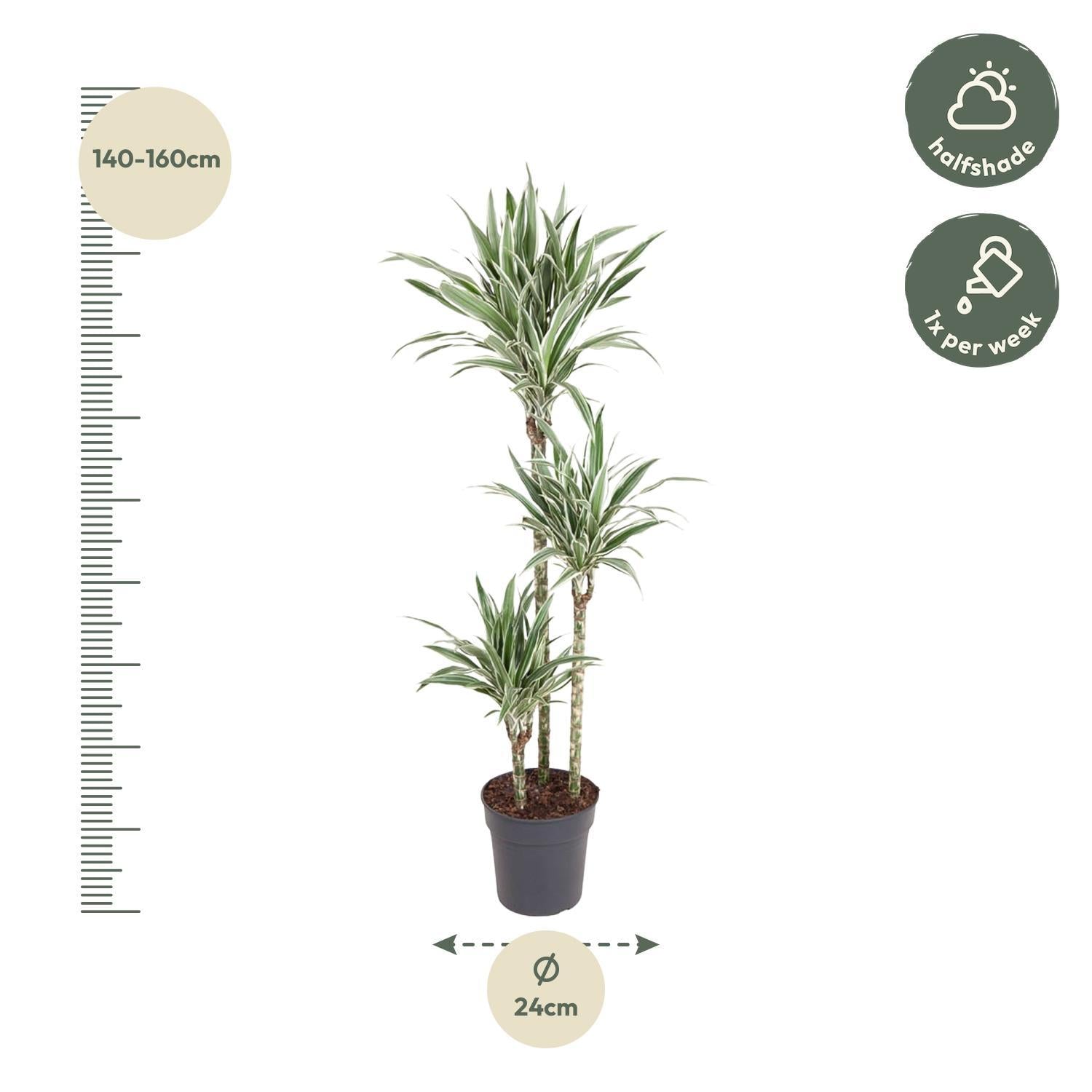 Drachenbaum white Stripe - Dracaena White Stripe - 150 cm - ø24