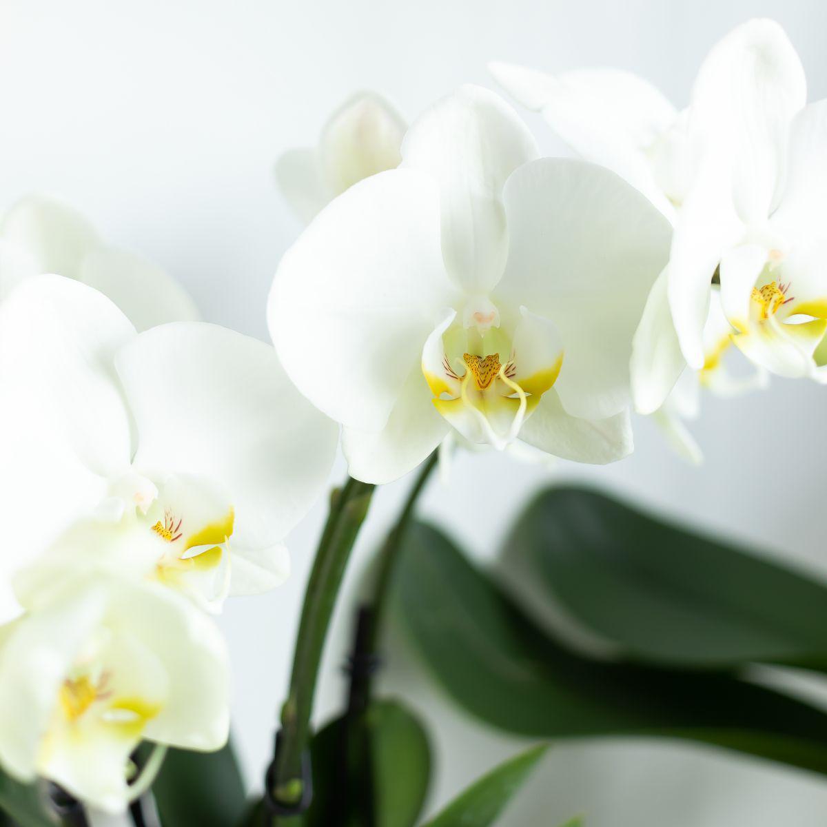 Orchidee Weiße Phalaenopsis  Jewel Ghent - Topfgröße Ø12cm | blühende Zimmerpflanze - frisch vom Züchter