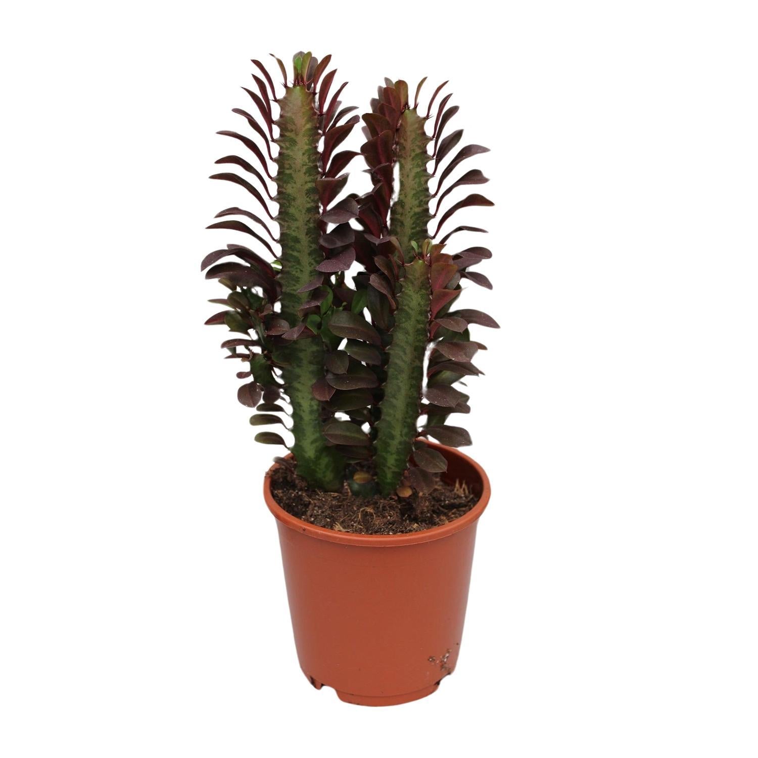 Wolfsmilch  Euphorbia Trigona Rubra - Ø12cm - ↕40cm