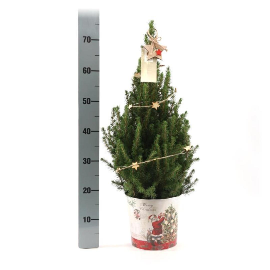 Kleiner Weihnachtsbaum in Weihnachten Topf - 70 cm - Picae Glauca Conica - inklusive Sternenbeleuchtung und Batterien