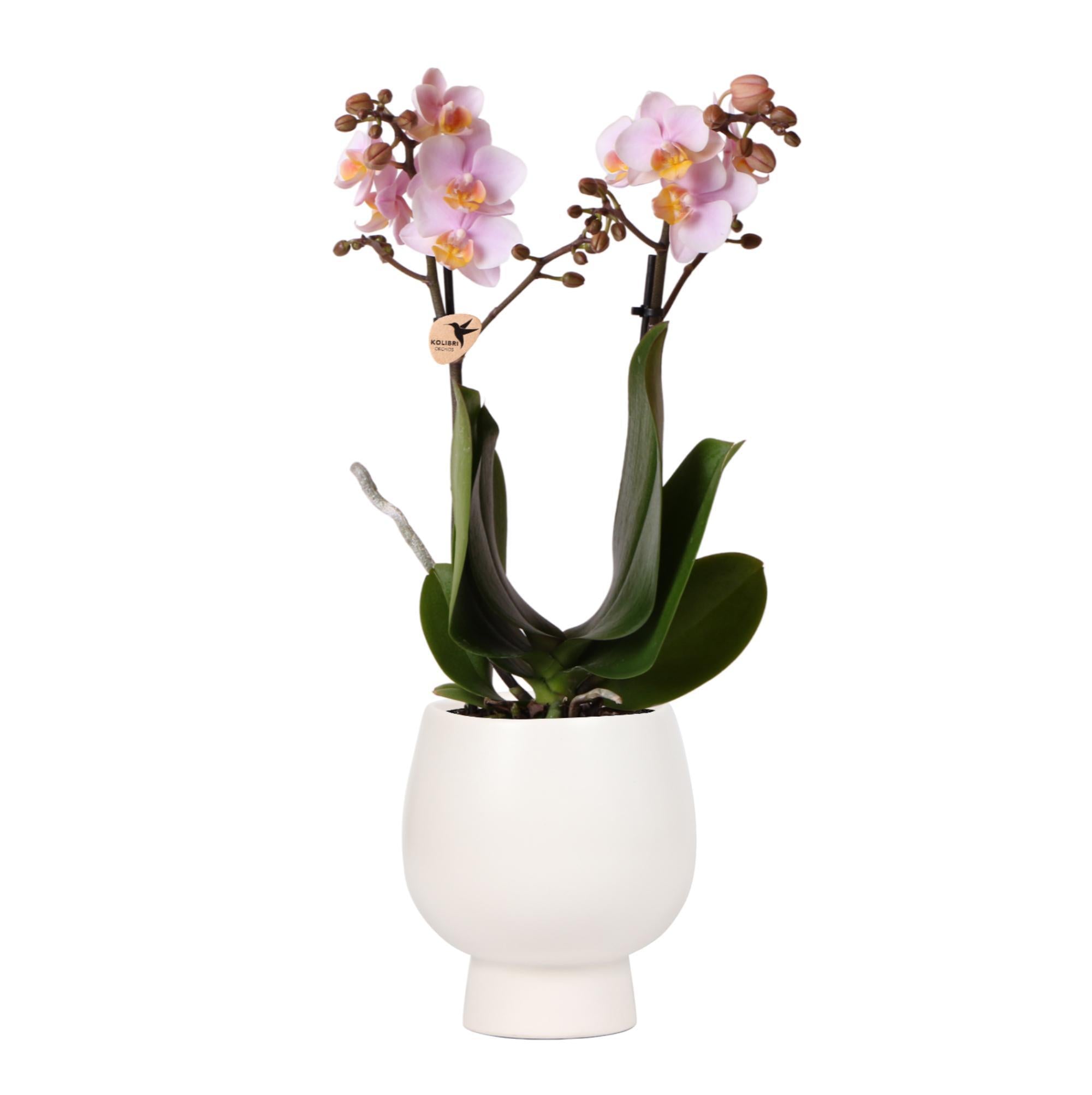 Kolibrie-orchideeën | Roze Phalaenopsis Orchidee - Andorra + sierpot Scandic wit - potmaat Ø9cm - 40cm hoog | bloeiende kamerplant in een bloempot - vers van de veredelaar