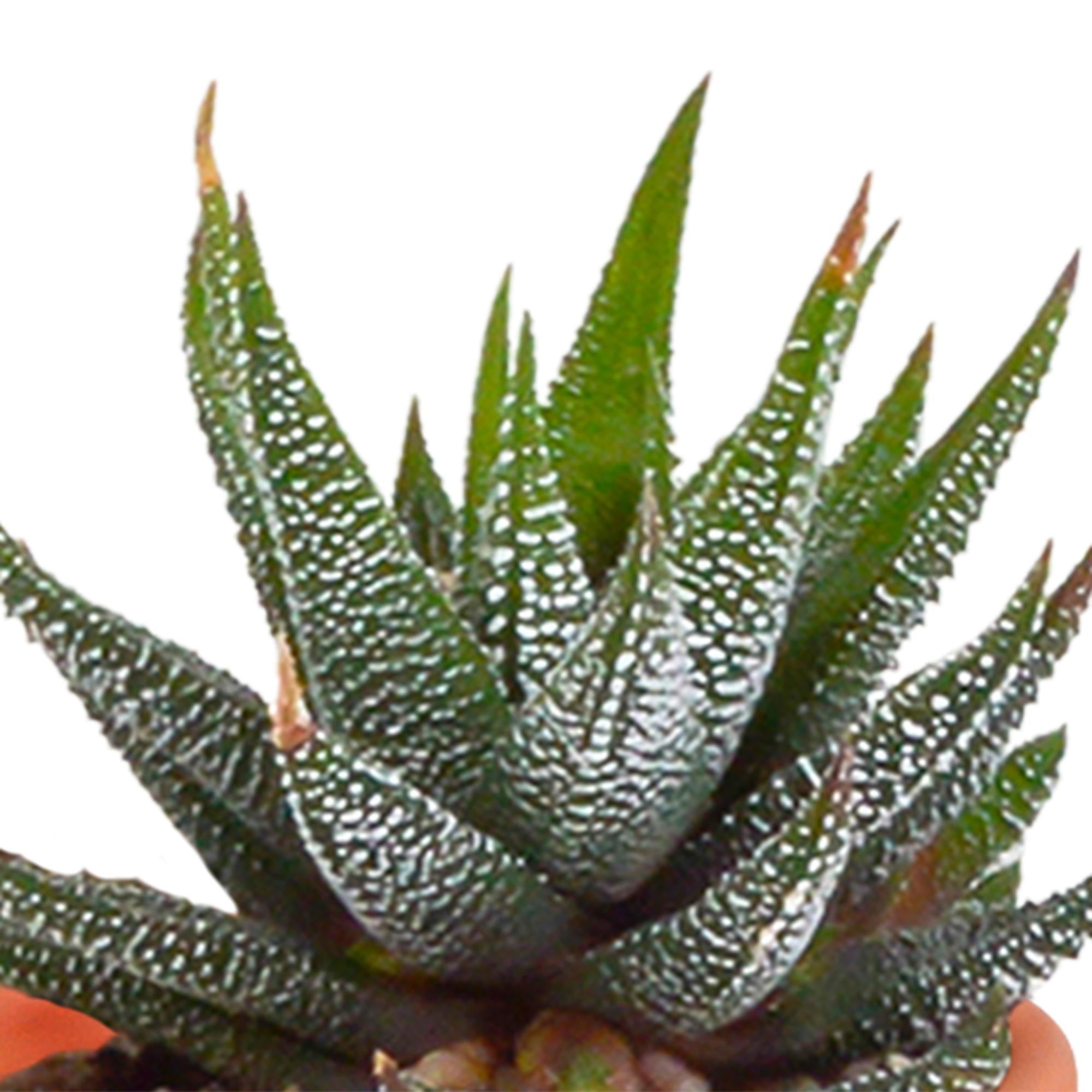 Kaktus- und Sukkulenten Mix -  Kakteen, Aloe und Crussala - 5,5 cm   15 Stück