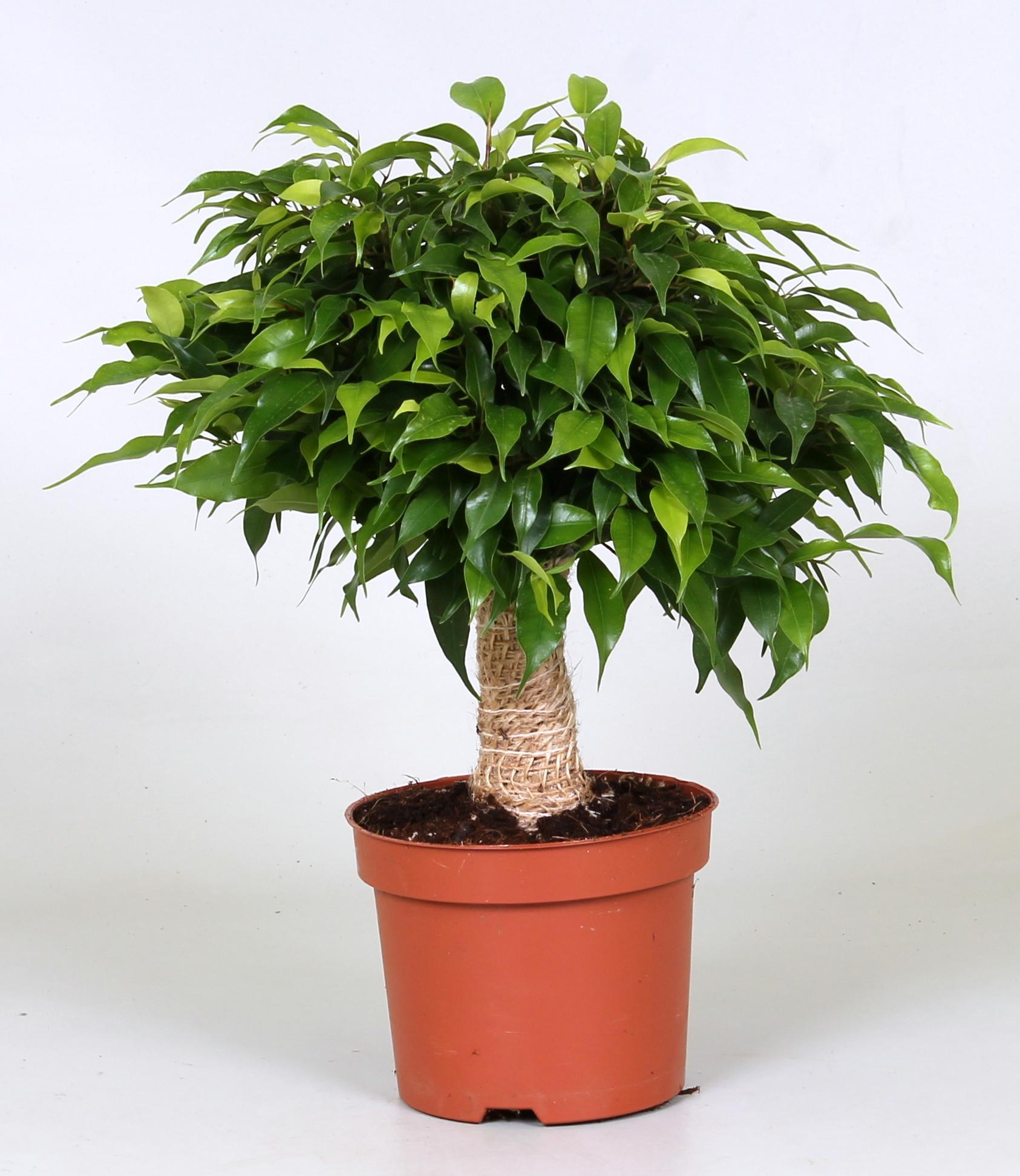 Birkenfeige - Ficus Green Kinky - Ø12cm - ↕30cm