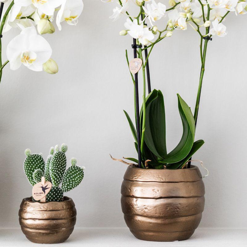 Orchidee  Komplettes Pflanzenset Home Hub | Grünpflanzen mit weißer Phalaenopsis-Orchidee inkl. schwarzen Keramik-Ziertöpfen und Zubehör