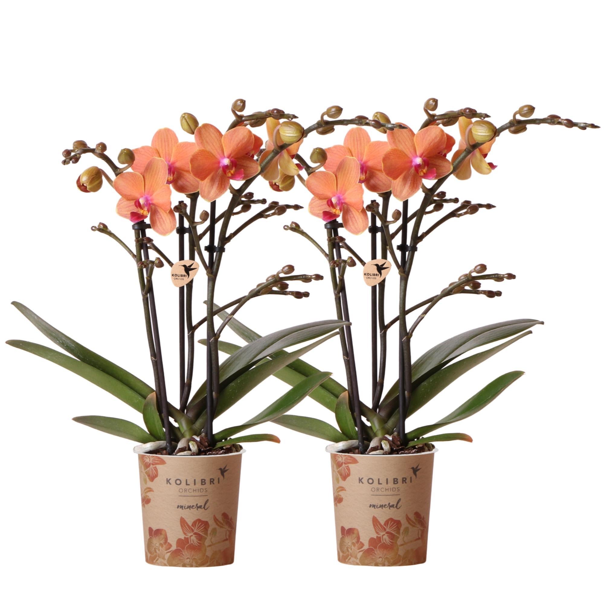 Kolibrie-orchideeën | COMBI DEAL van 2 oranje Phalaenopsis orchideeën - Bolzano - potmaat Ø9cm bloeiende kamerplant - vers van de veredelaar