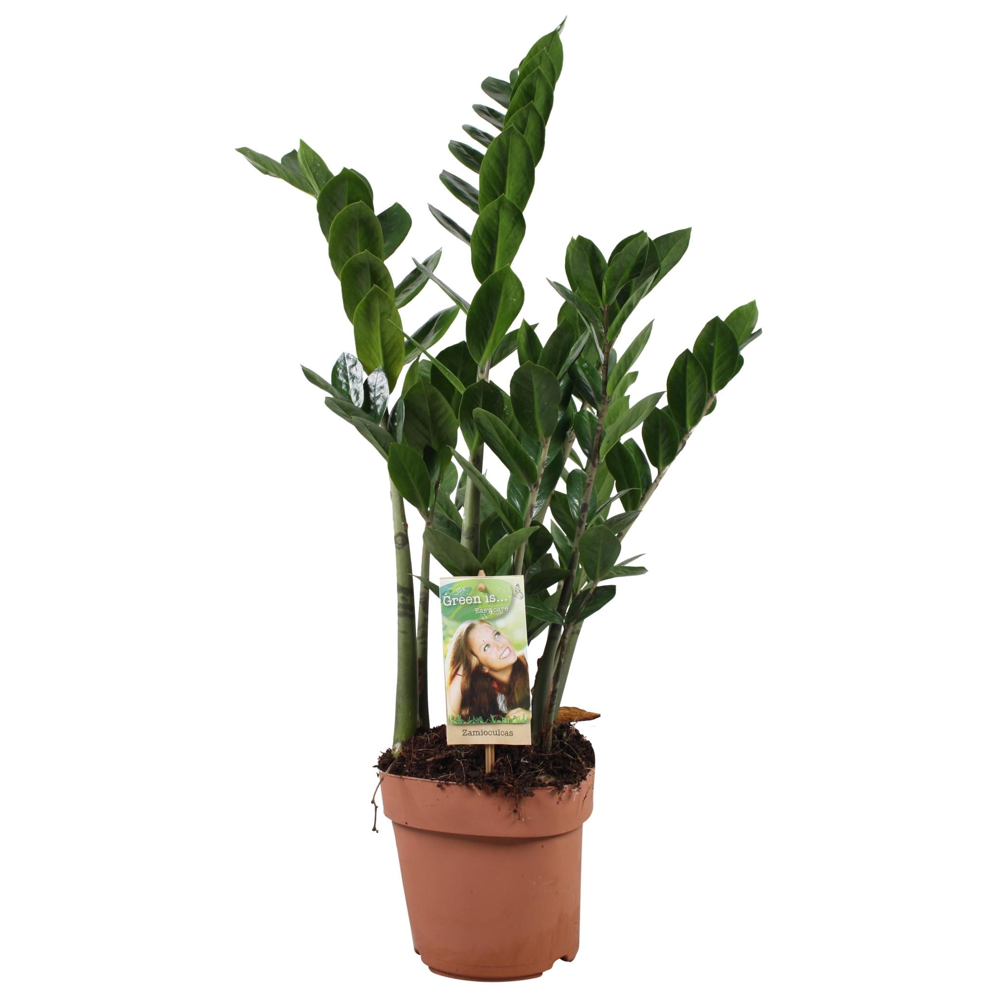 Zamioculcas 6-7 Veren - Hoogte 80-85 Cm - Ø17cm - ↕80cm