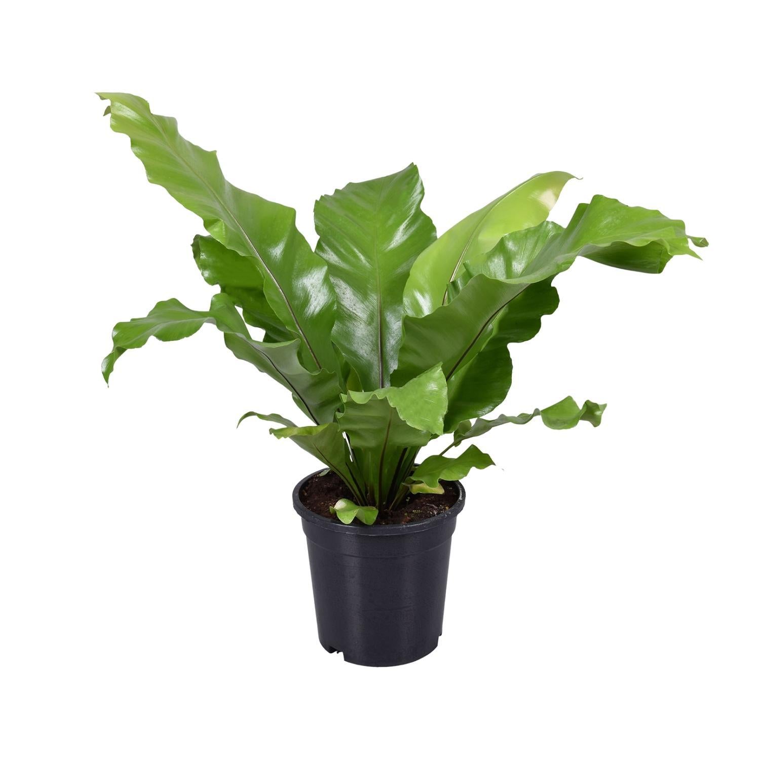 Vogelnestfarn - Asplenium Nidus - Ø17cm - ↕45cm