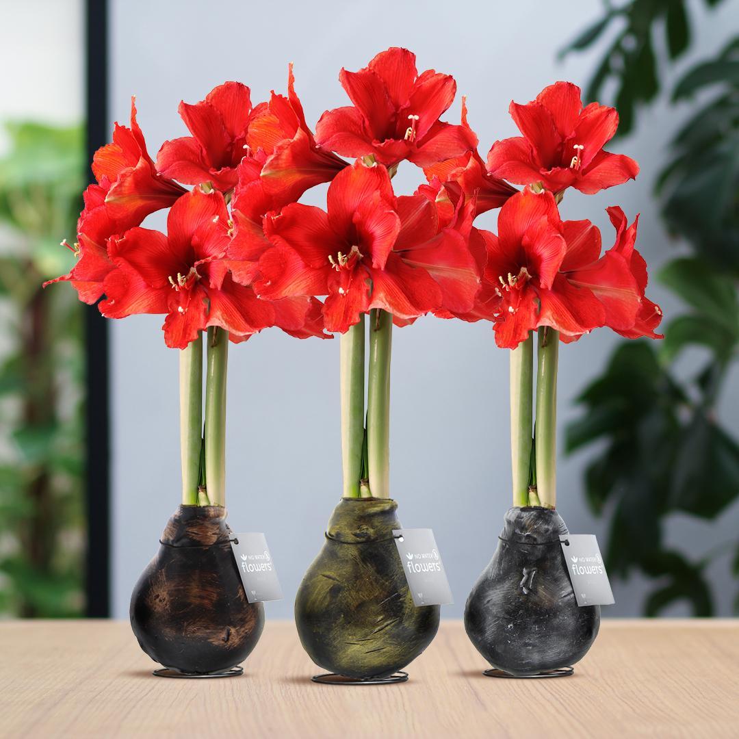 No Water Flowers® (wax amaryllis) | Waxz® Antiquez Mix (3 pack) + Red flower