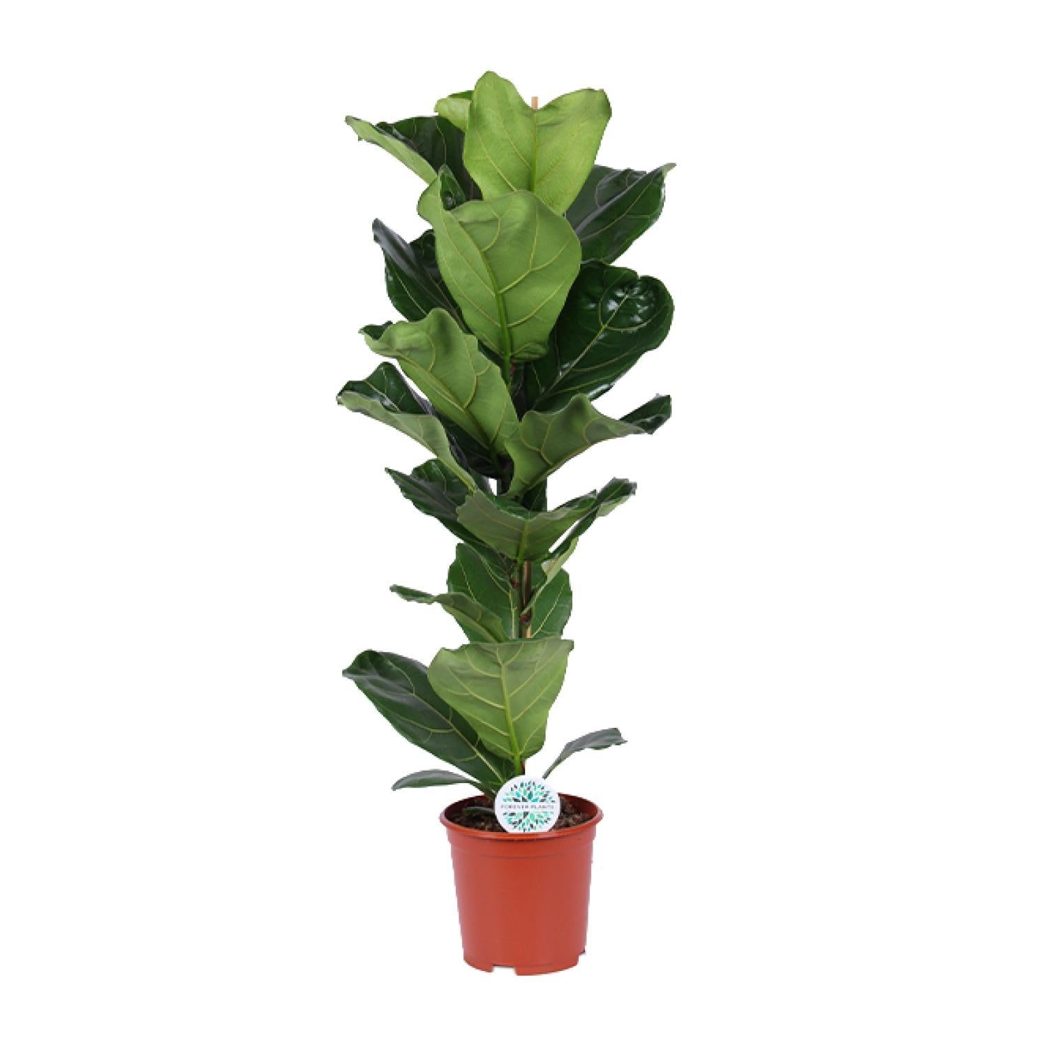 Geigenfeige - Ficus Lyrata - Ø21cm - ↕90cm