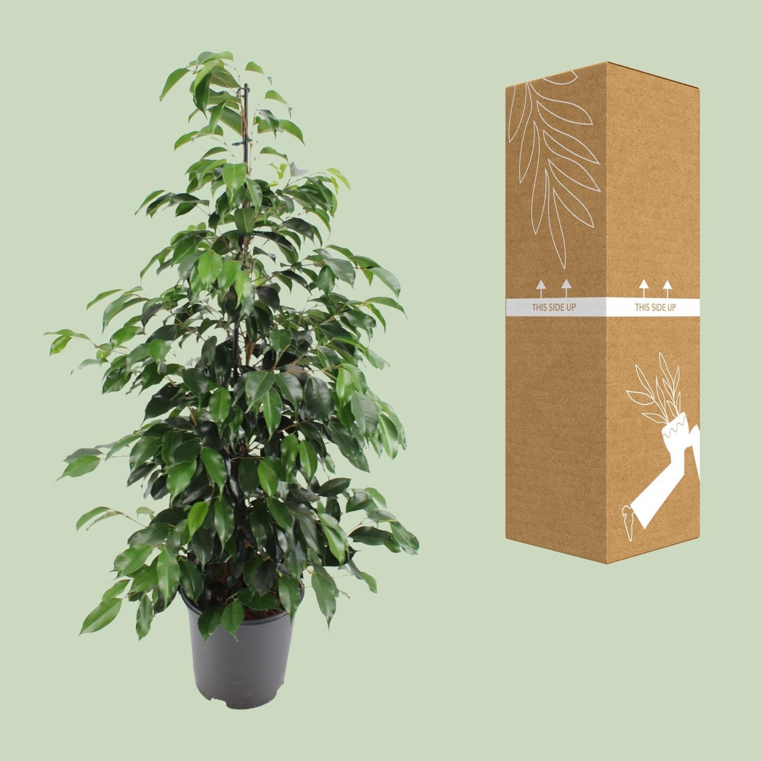 Birkenfeige - Ficus benjamina Danielle - Ø21cm - ↕95cm