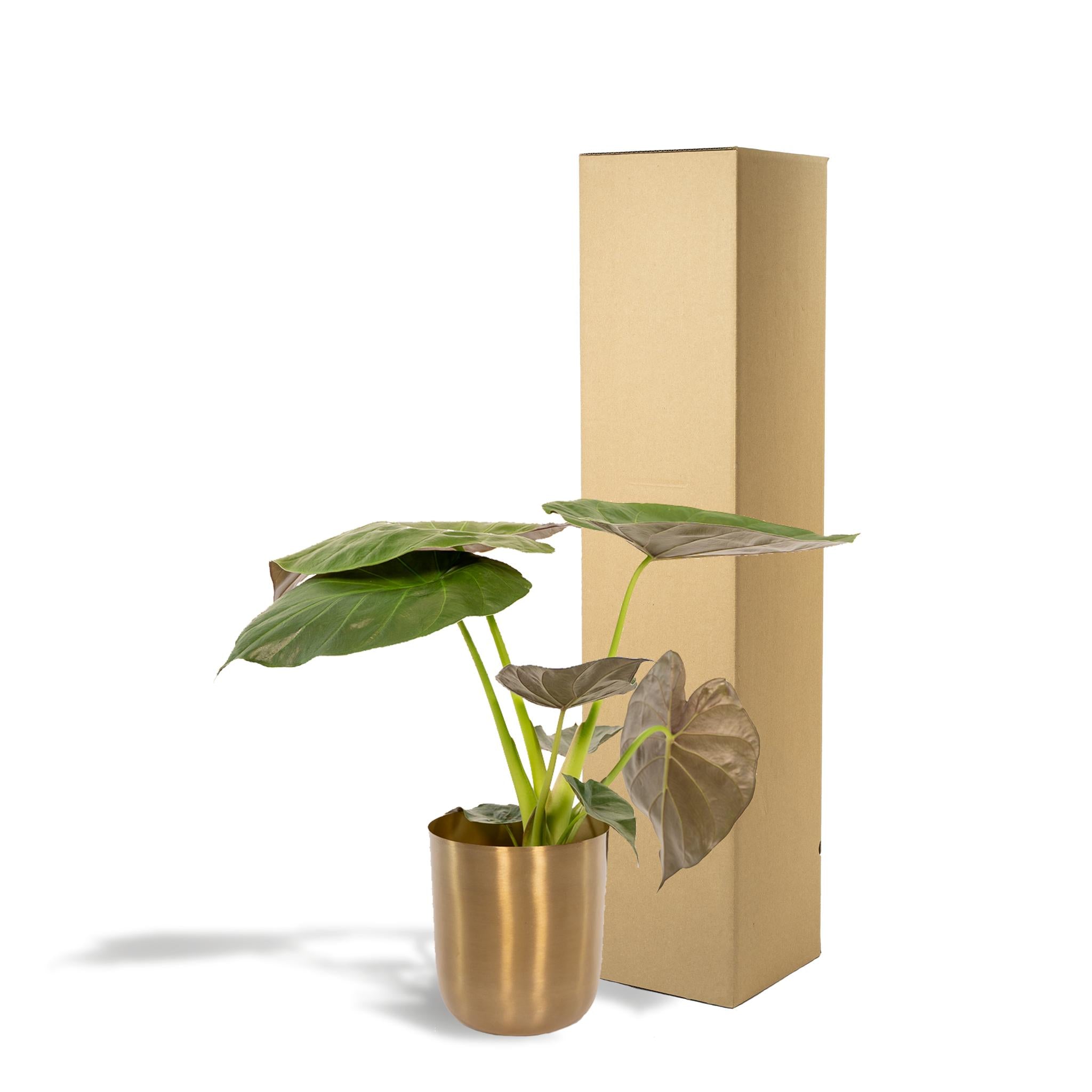 Elefantenohr - Alocasia Wentii - Ø19cm - ↕65cm + Topf Mayk Gold