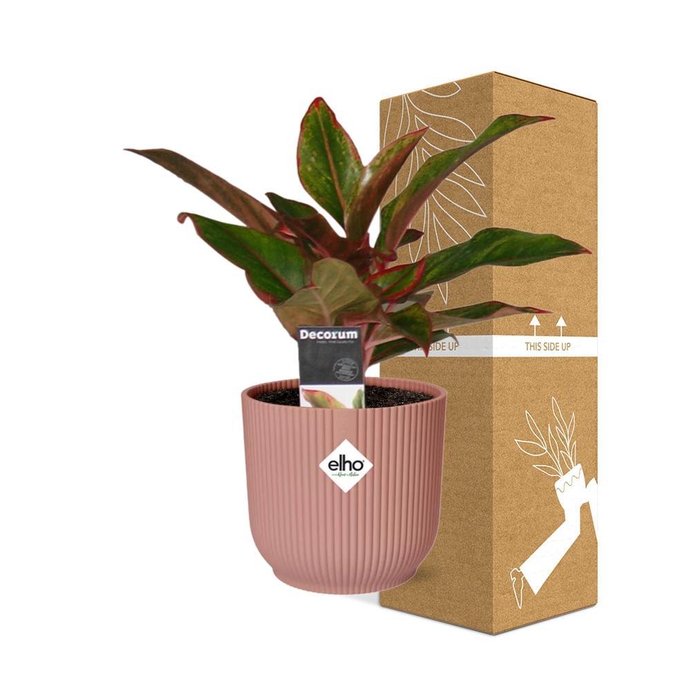 Kolbenfaden - Aglaonema Crete in ELHO Vibes Fold 14cm Topf rosa