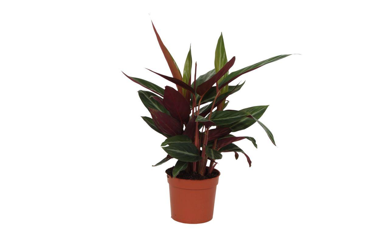 Calathea Streepster - 40 cm - Ø12cm