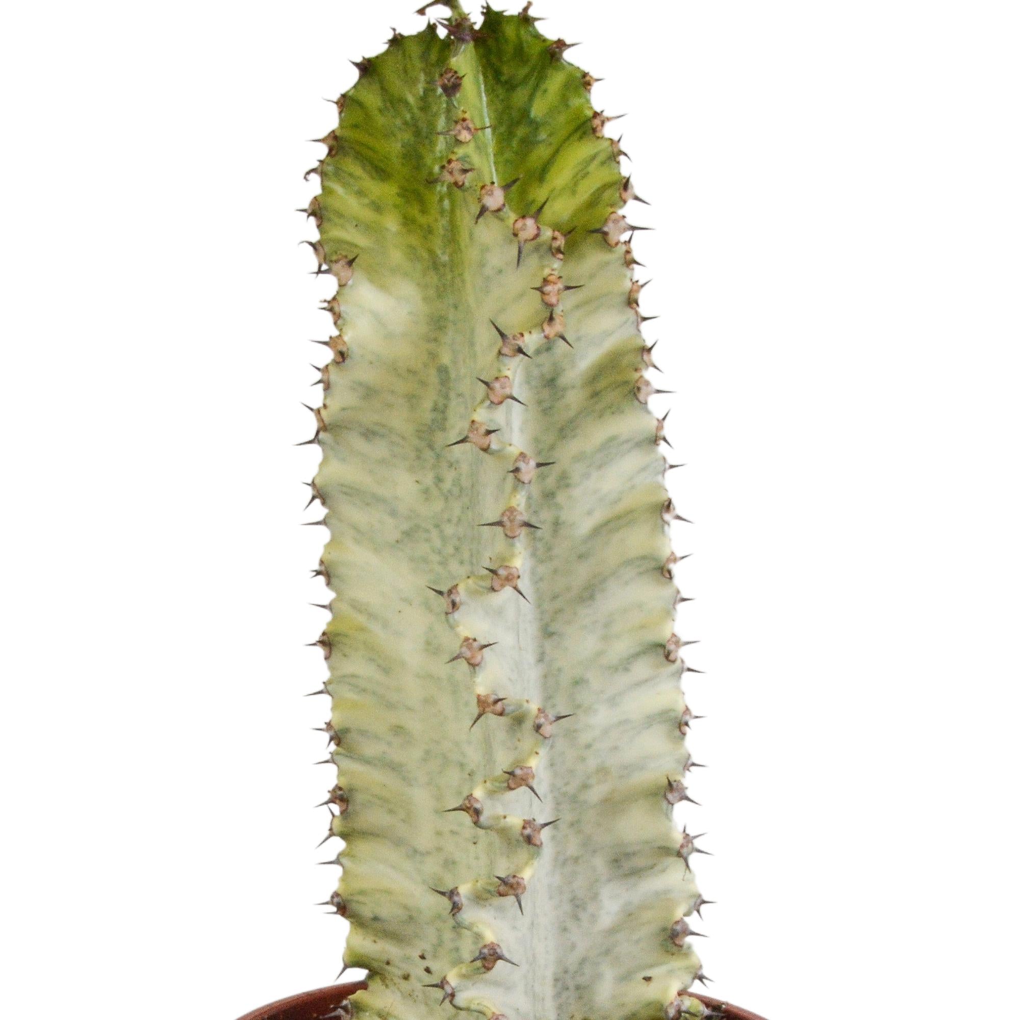 Säulenkaktus Marmor-Euphorbie - Euphorbia marmorata - 17 cm