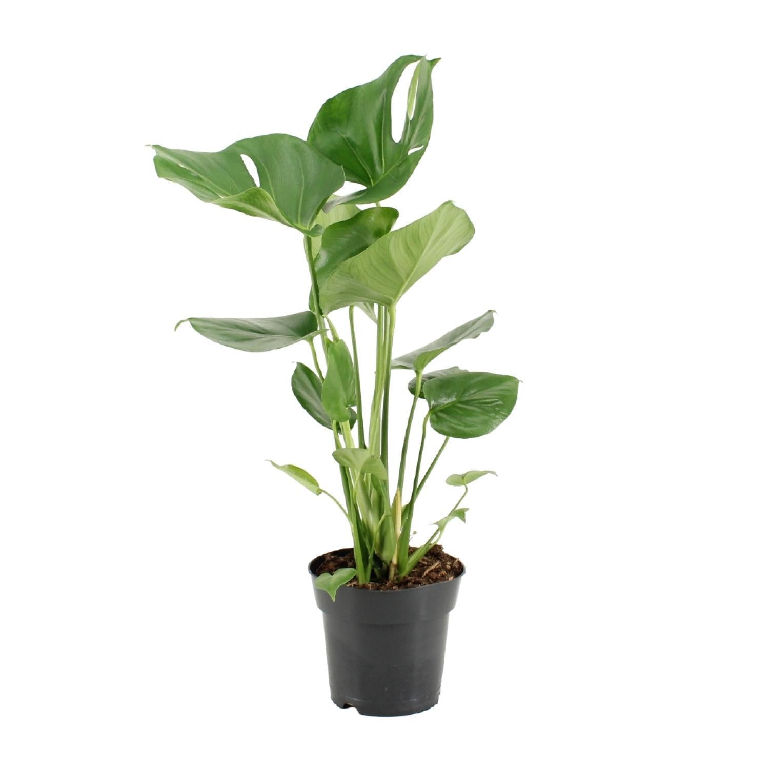 Schweizer Käsepflanze - Monstera Deliciosa - Ø17cm - ↕60cm