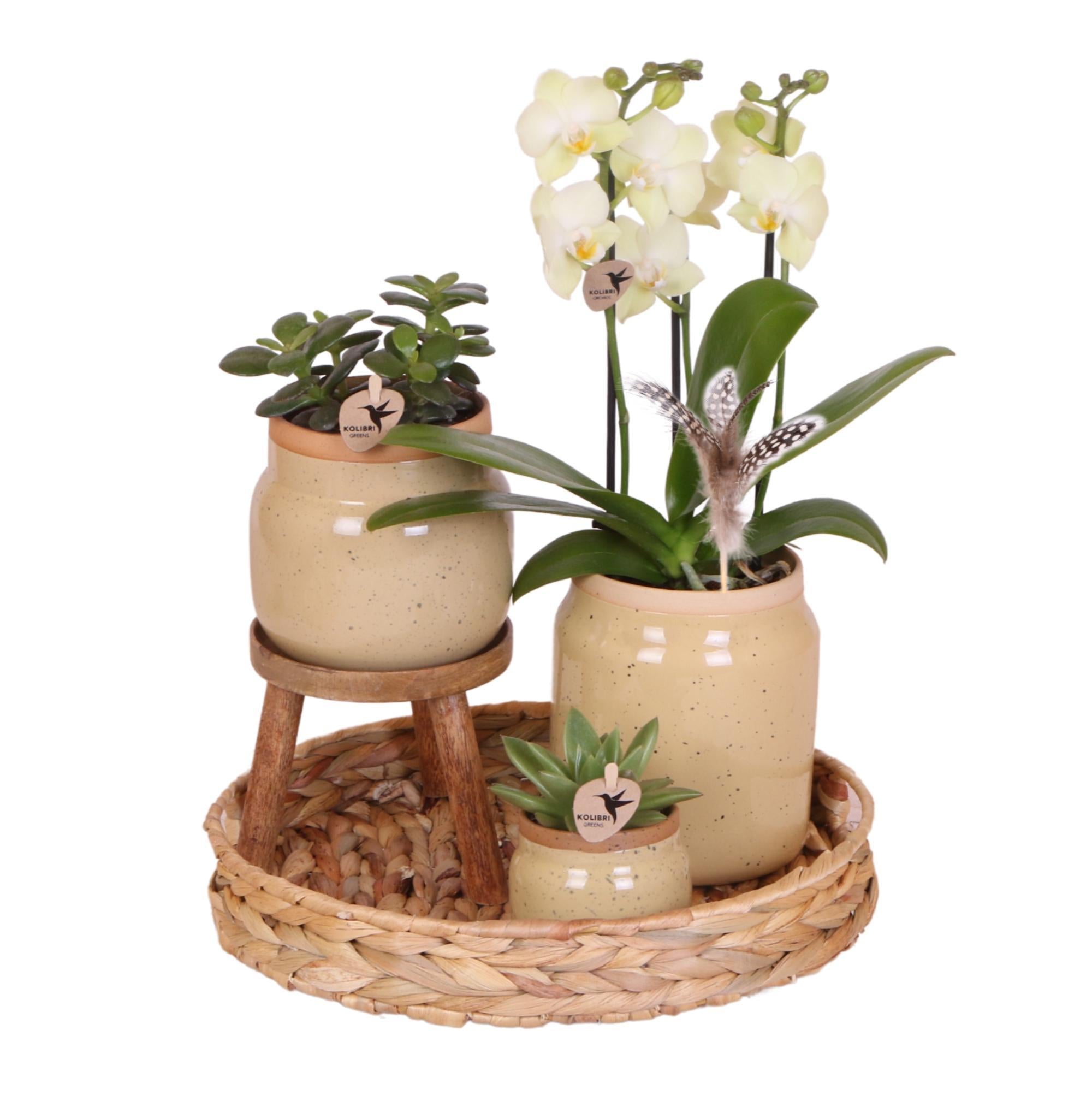 Orchidee Grünpflanzen mit gelber Phalaenopsis-Orchidee in khakifarbenen Vintage-Ziertöpfen und Hyazinthentablett