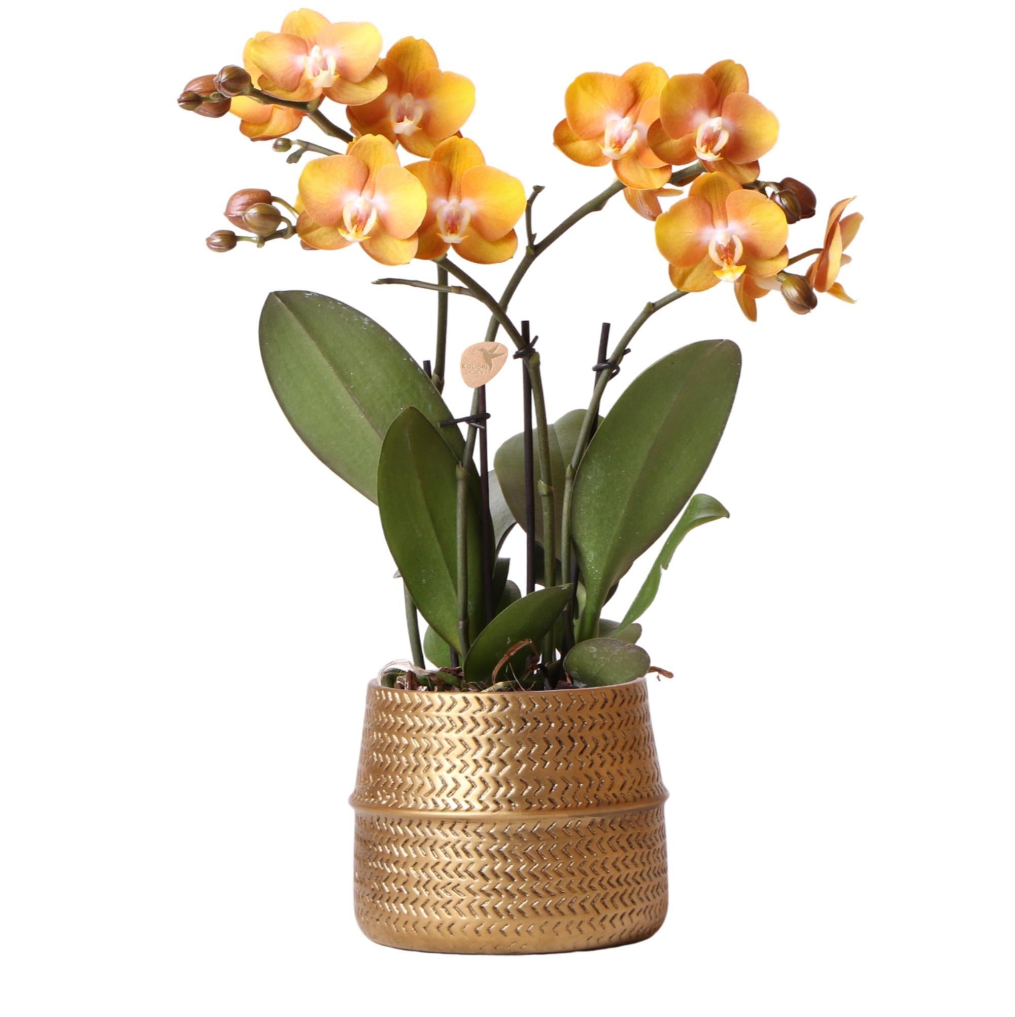 Orchidee Orange Phalaenopsis-Orchidee Las Vegas im goldenen Groove-Ziertopf - Ø12cm