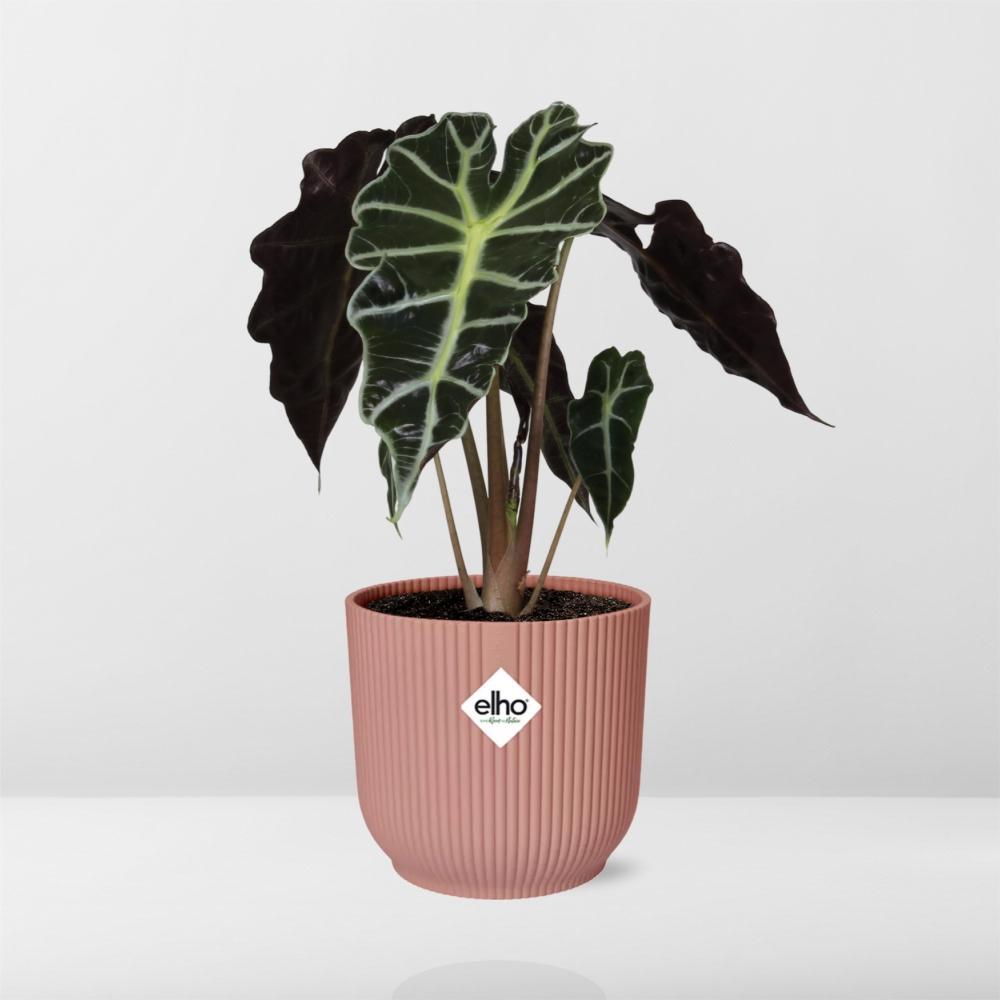 Elefantenohr - Alocasia Polly in ELHO Vibes Fold 14cm Topf rosa