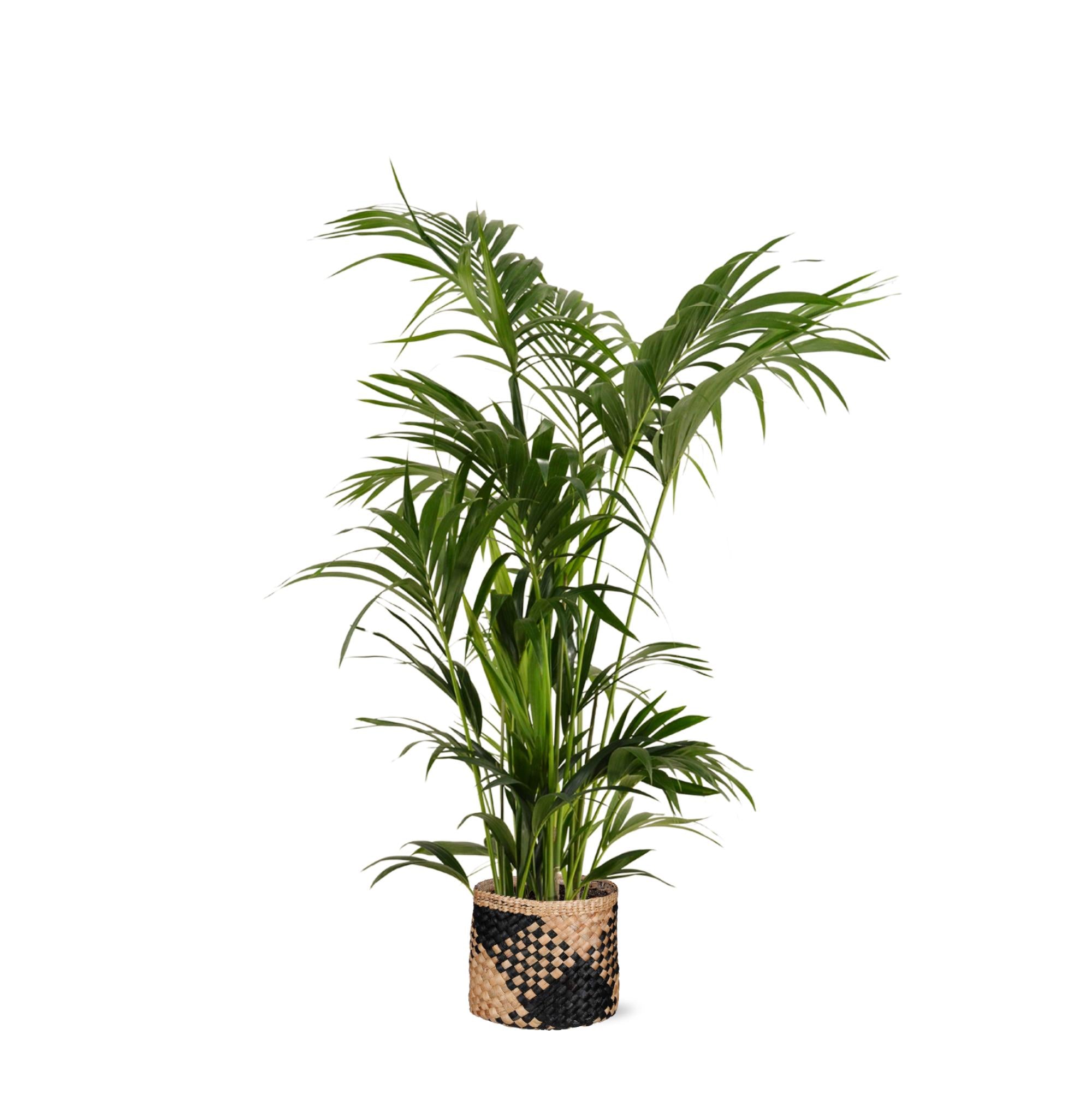 Kentia Palm Ø27cm ↕160cm in Albury BLACK Korb