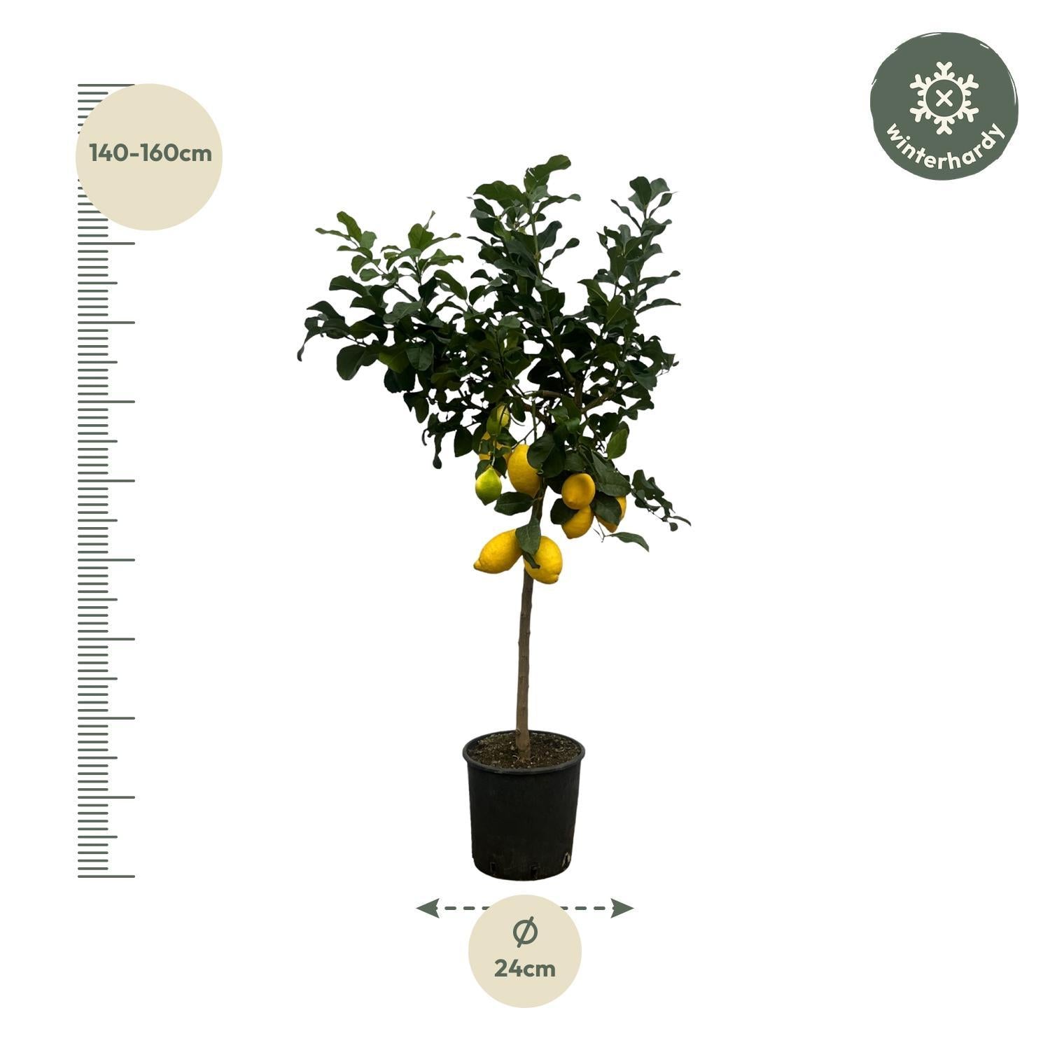 Zitronenbaum - Citrus Lemon Zitronenbaum - 150 cm - Ø24cm