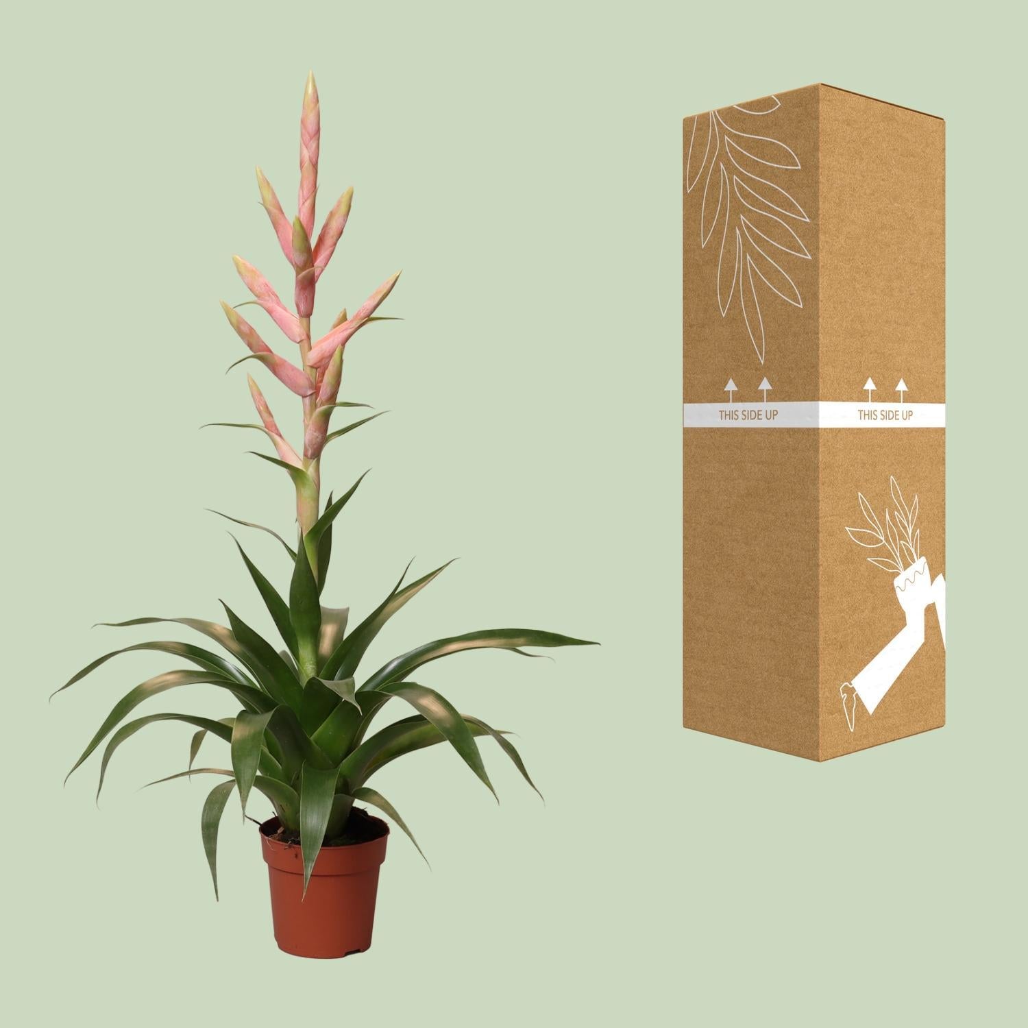 Tillandsia Dolce - Ø12cm - ↕60cm