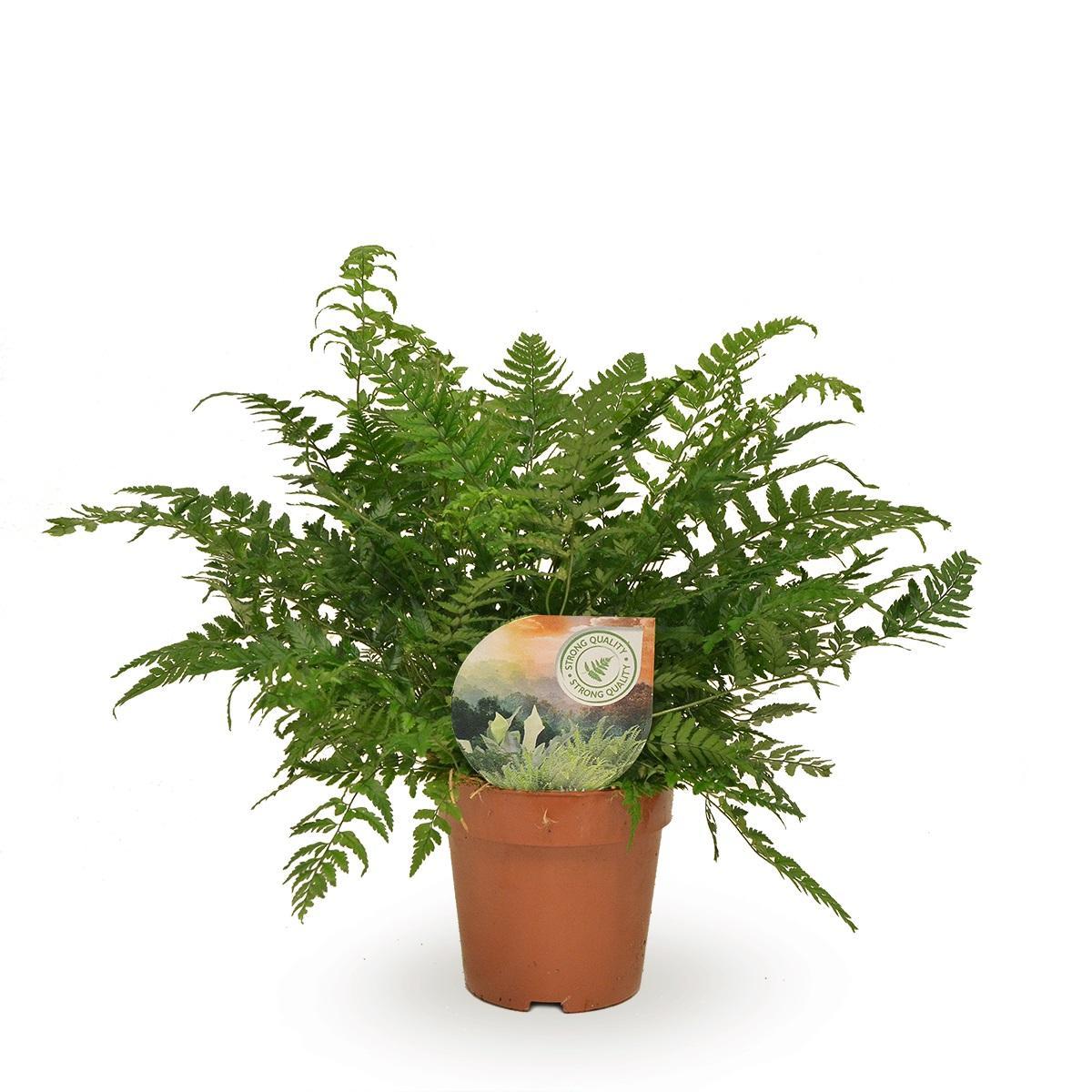 Koreanischer Schildfarn - Polystichum Tsussimense / Athyrium - Ø12cm - ↕30cm