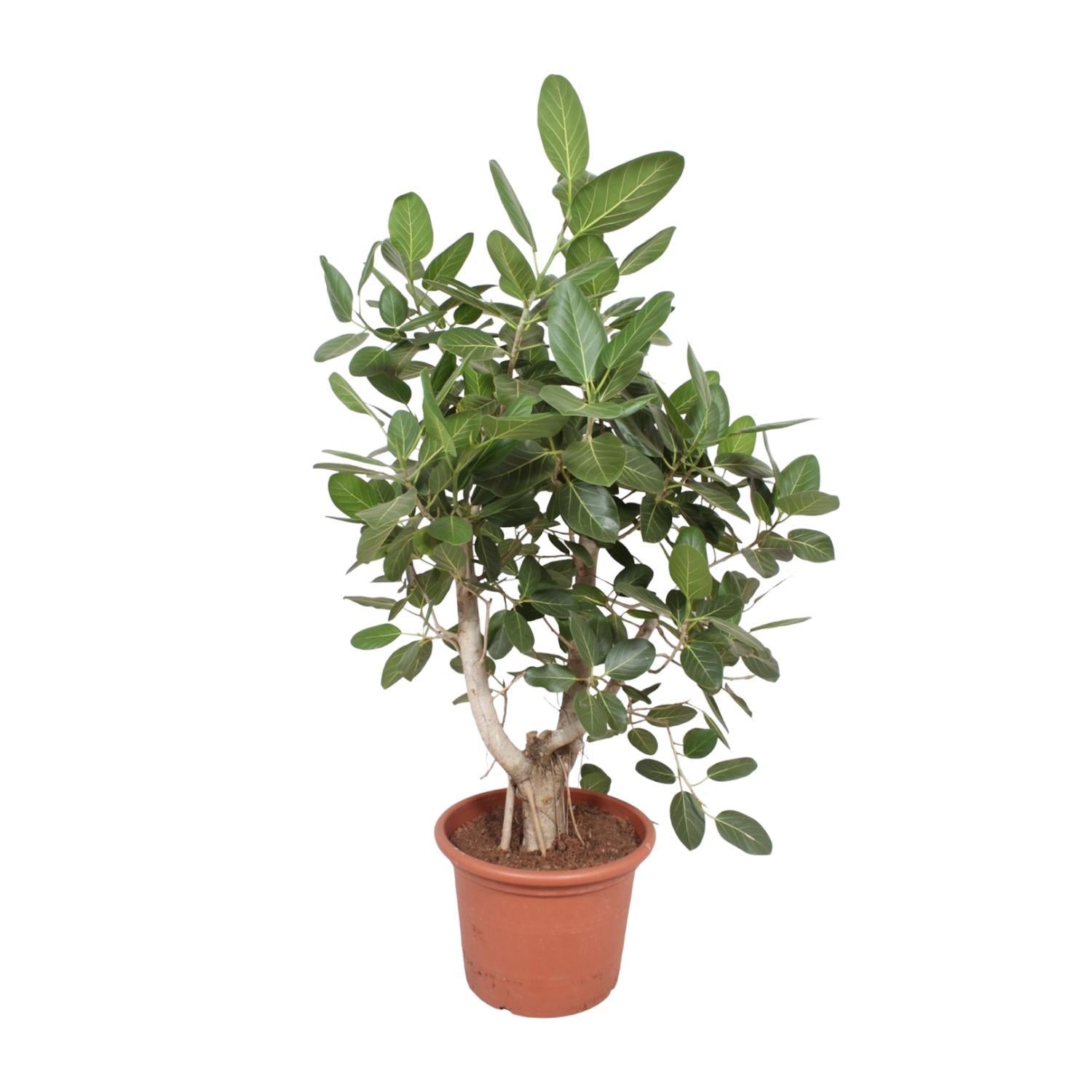 Indischer Banyanbaum Ficus Benghalensis verzweigt - 170 cm - ø50