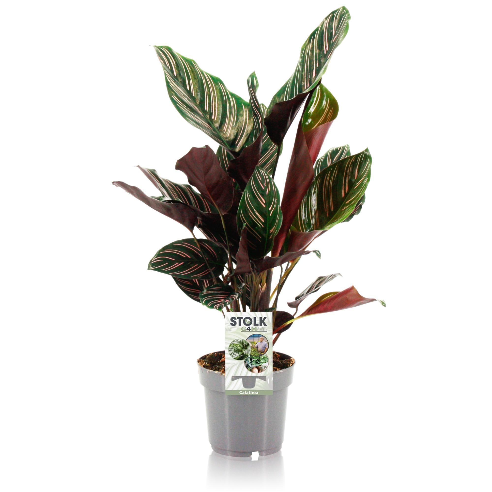 Gebetspflanze - Calathea Ornata - Ø14cm - ↕45cm