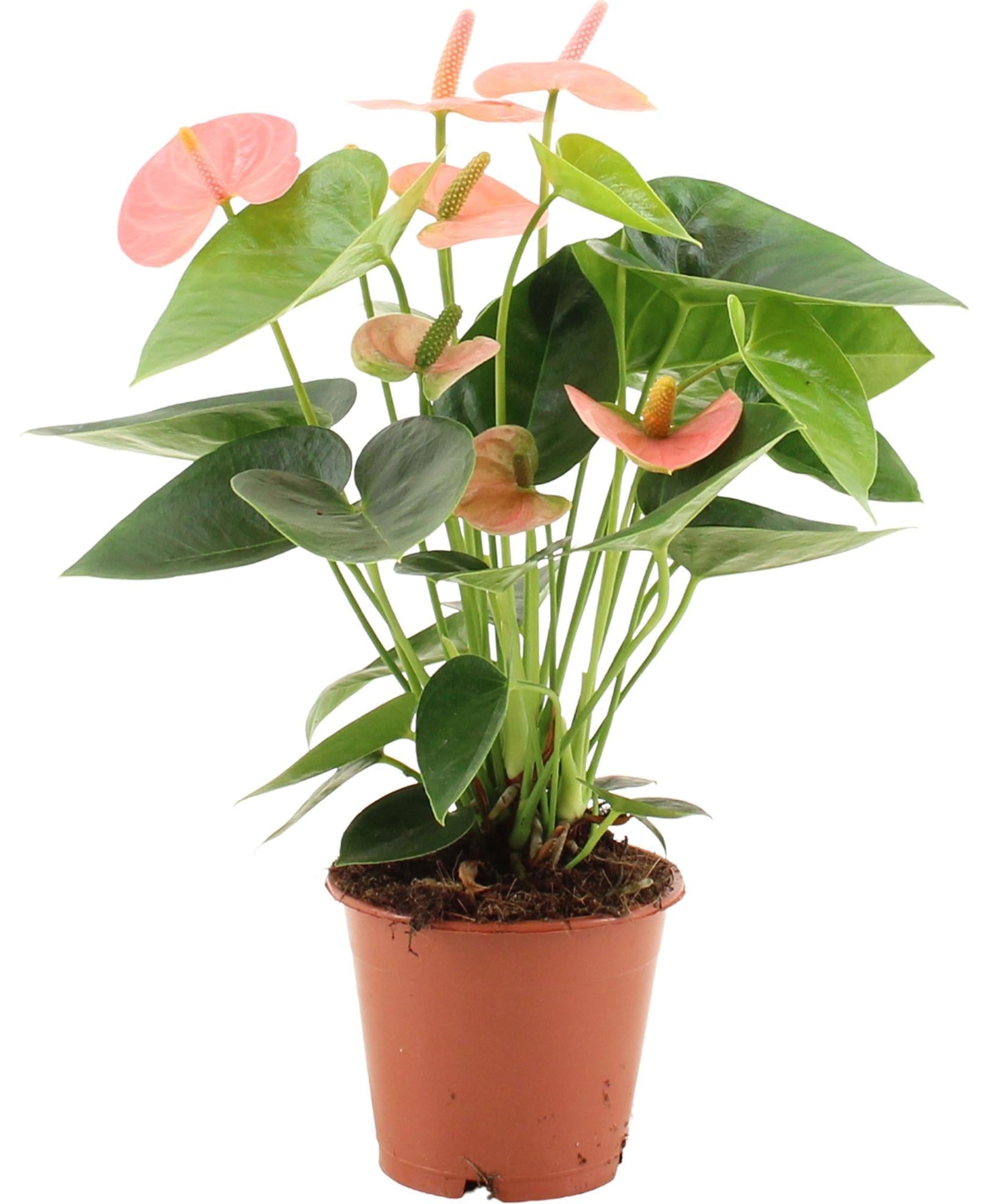 Anthurium Spirit In Transparante Hoes - Ø12cm - ↕37cm