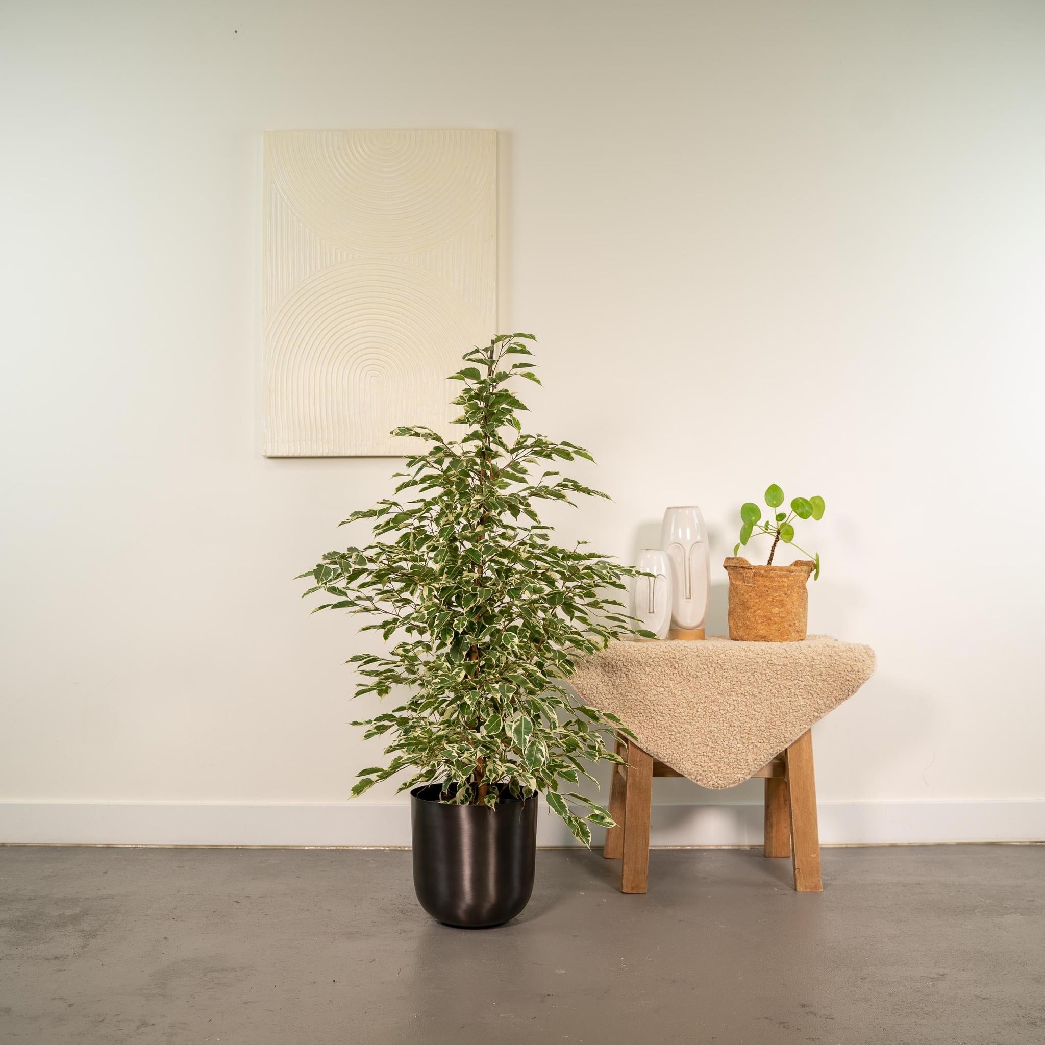 Birkenfeige - Ficus benjamina Twilight - Ø21cm - ↕95cm + Topf Mayk Lead