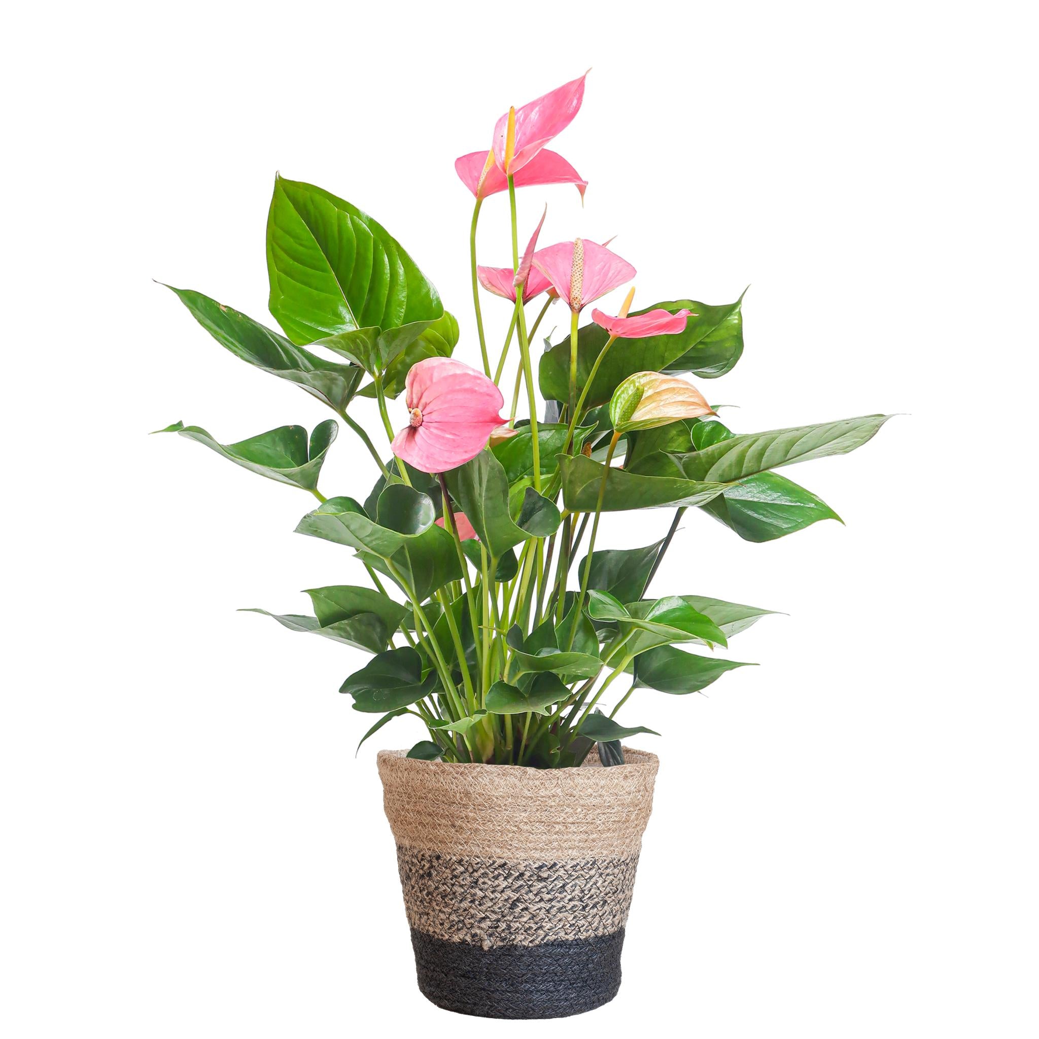 Anthurium Pink Explosion met Lisbon mand zwart - 55cm - Ø17